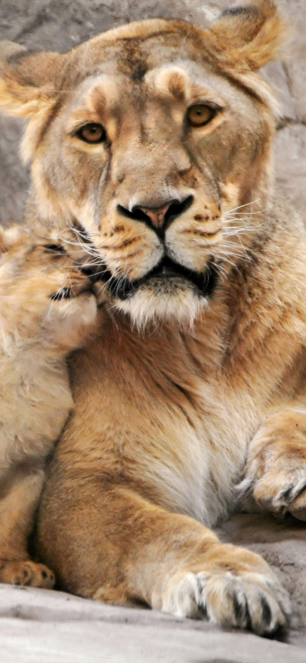 Lion Family Wallpaper for iPhone 12 Pro