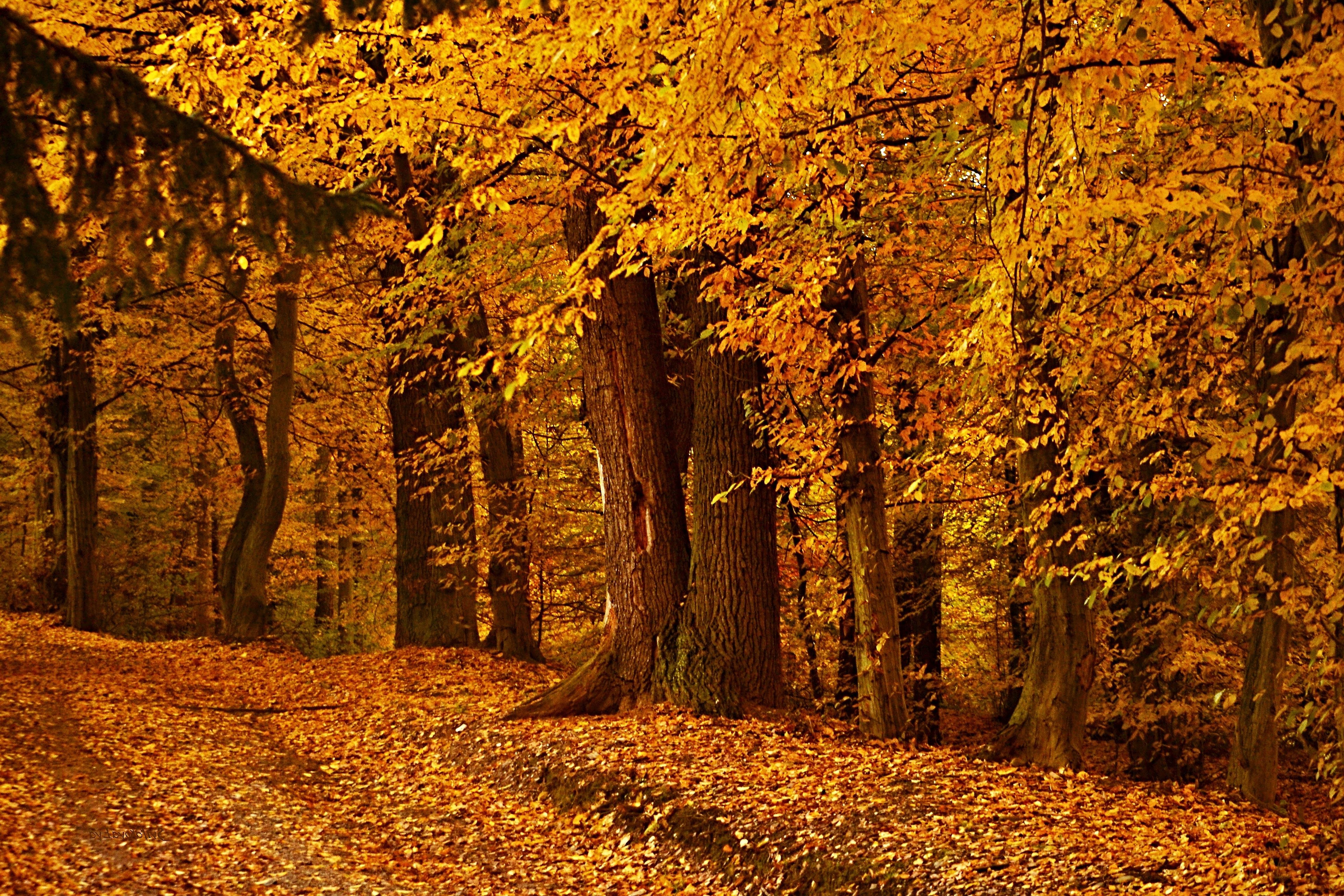 Landscape nature tree forest woods autumn wallpapers