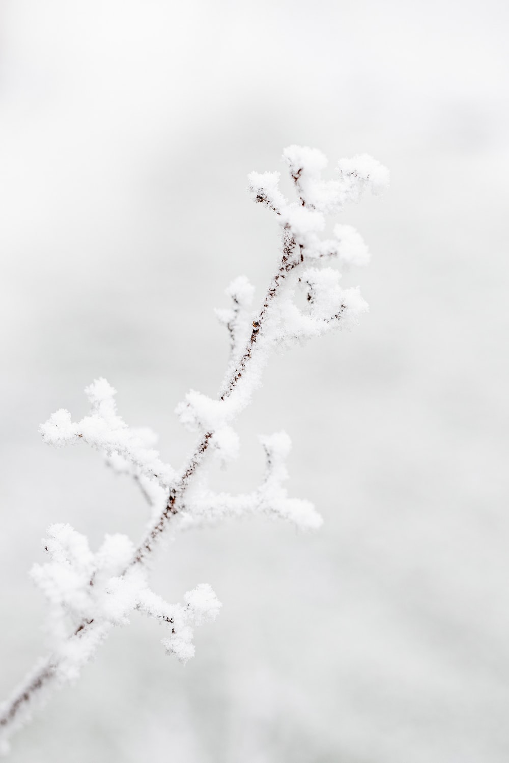 white snow on black tree branch photo