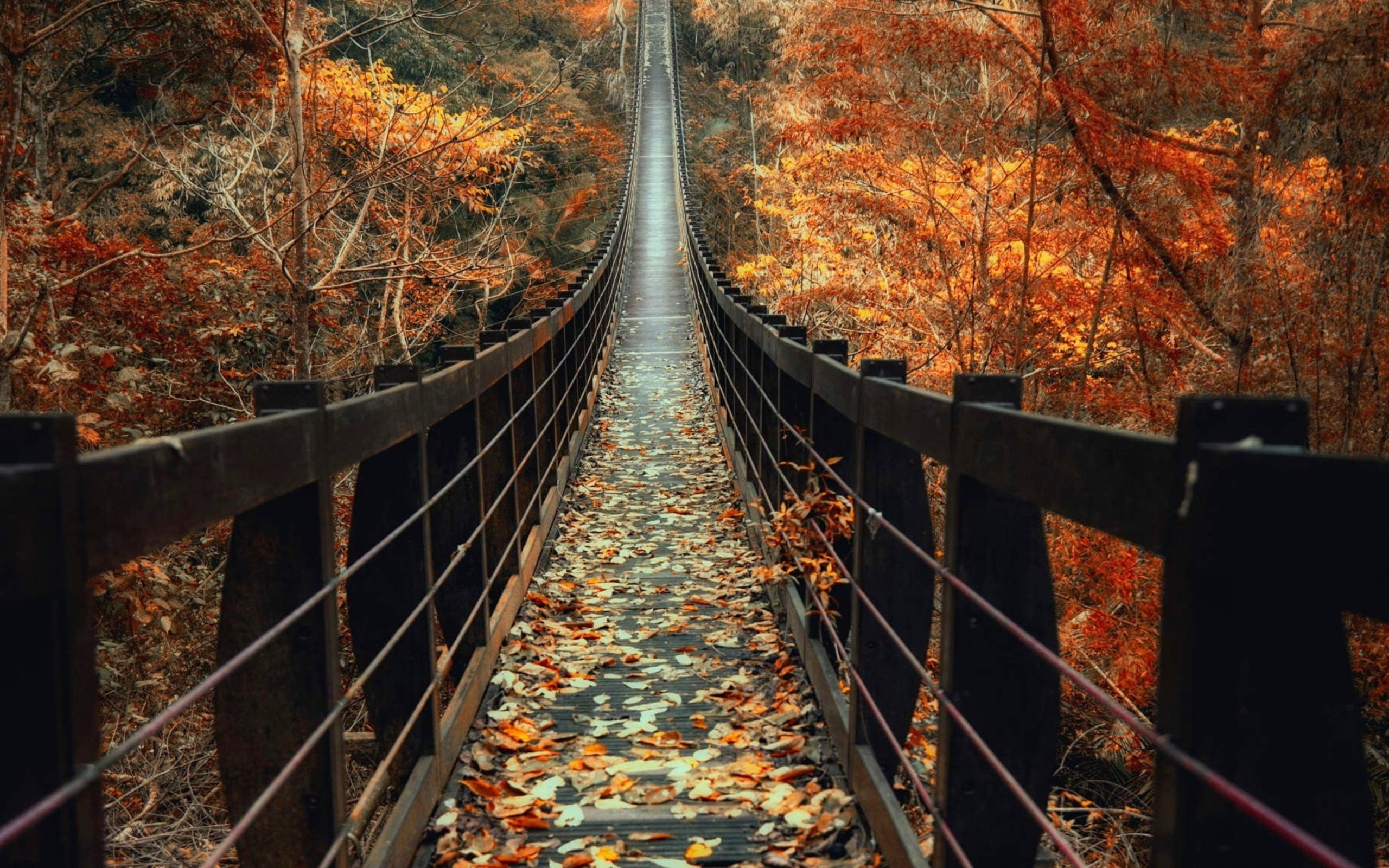 Download 2560x1600 Autumn, Wooden Bridge, Fall, Leaves, Path Wallpapers for MacBook Pro 13 inch
