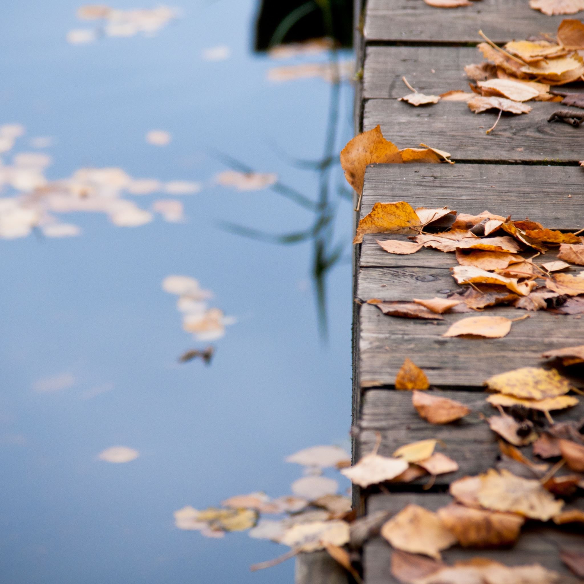 Autumn Leaves On Wooden Bridge iPad Air Wallpapers Free Download