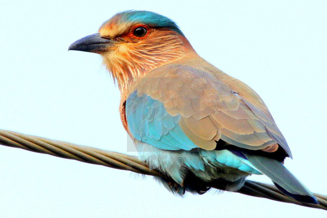 Indian Roller Bird, Too close. Beauty in Blue !, download or print for £12.40