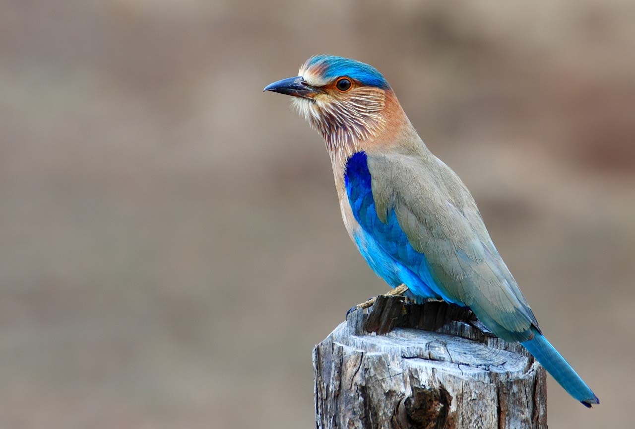 Indian Roller Birds Picture