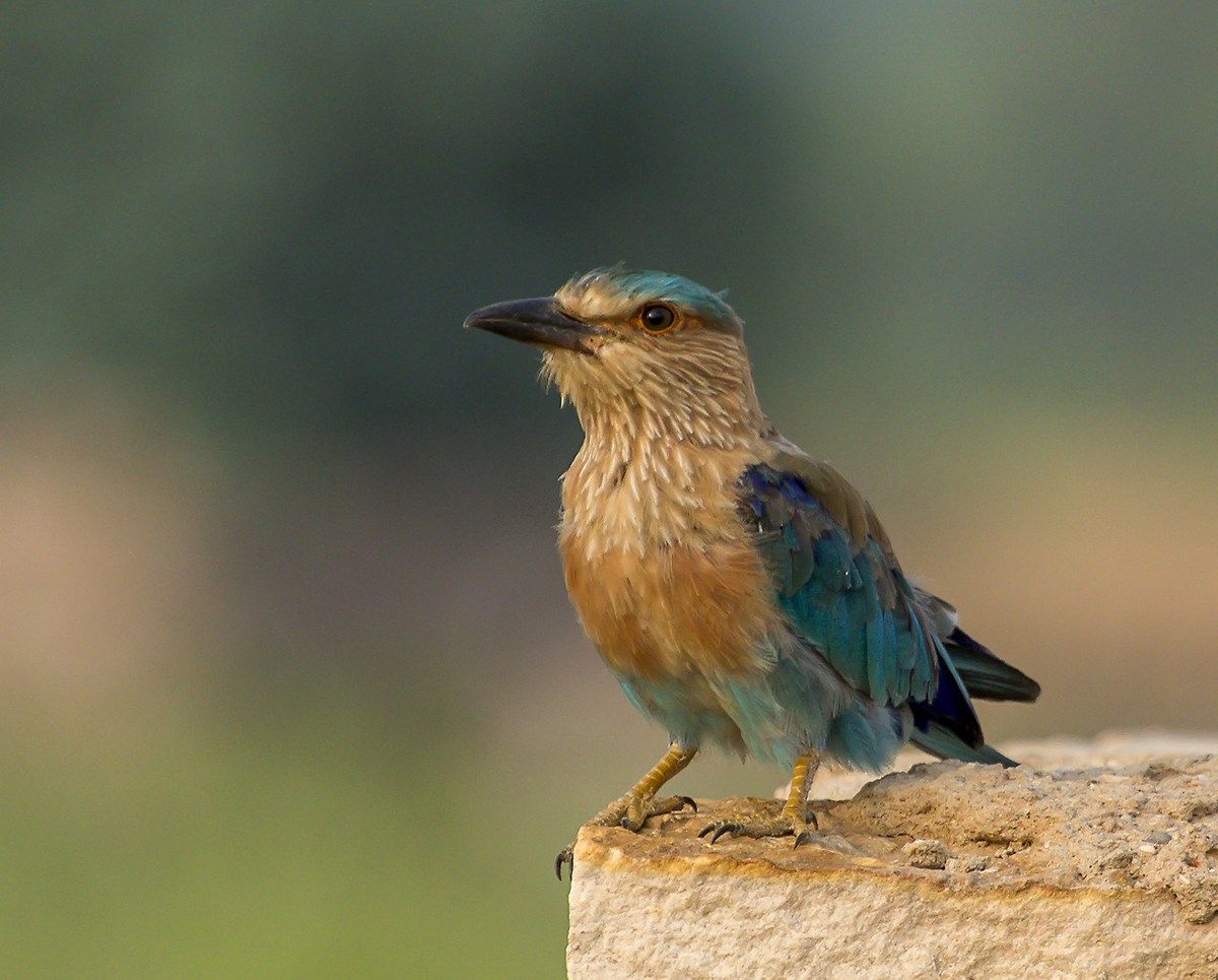 Indian roller. Selling paintings, Still life art, Wildlife photography