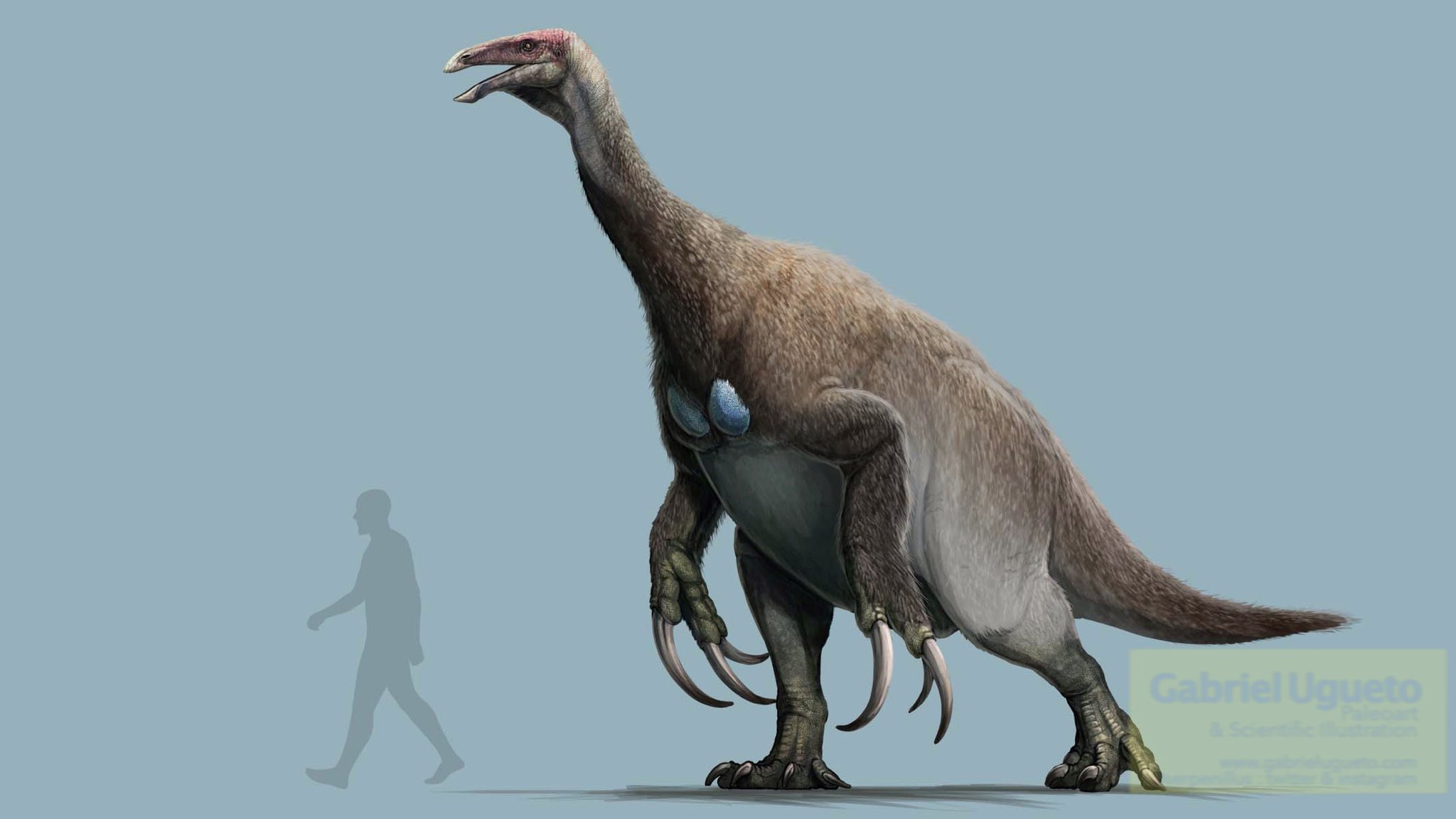 Gabriel N. U. comes a huge raucous male Therizinosaurus, displaying in full breeding coloration. Therizinosaurus lived in Asia during the Late Cretaceous #paleoart #sciart #dinosaurs