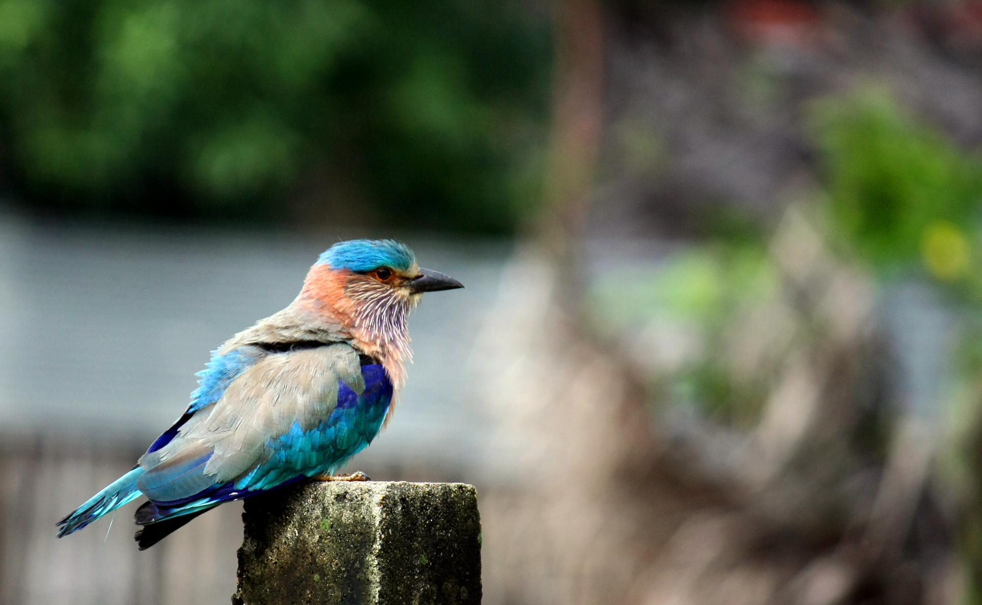 Indian Roller (Coracias benghalensis)