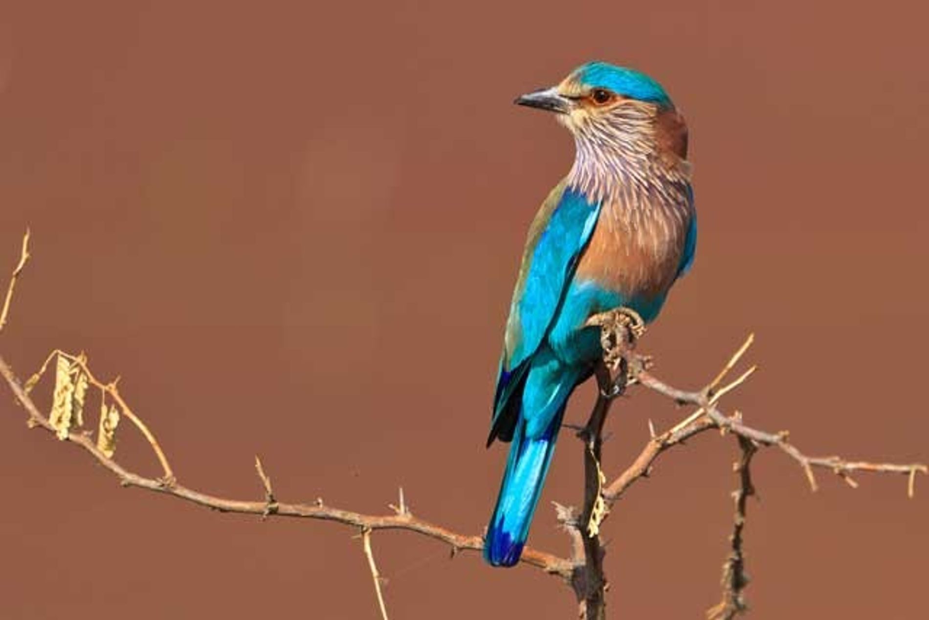 India: Searching for the Indian roller bird