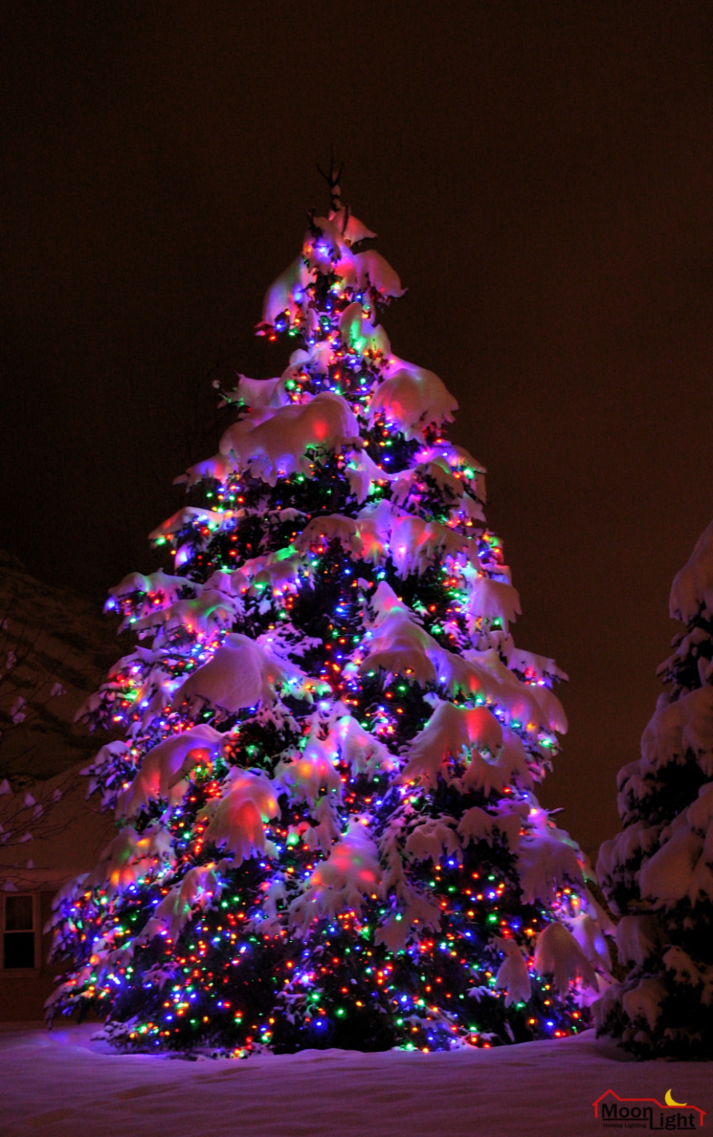 Moon Light Holiday Lighting. LED multi colored lights wrapped on pine tree. Christmas lights wallpaper, Christmas phone wallpaper, Merry christmas wallpaper