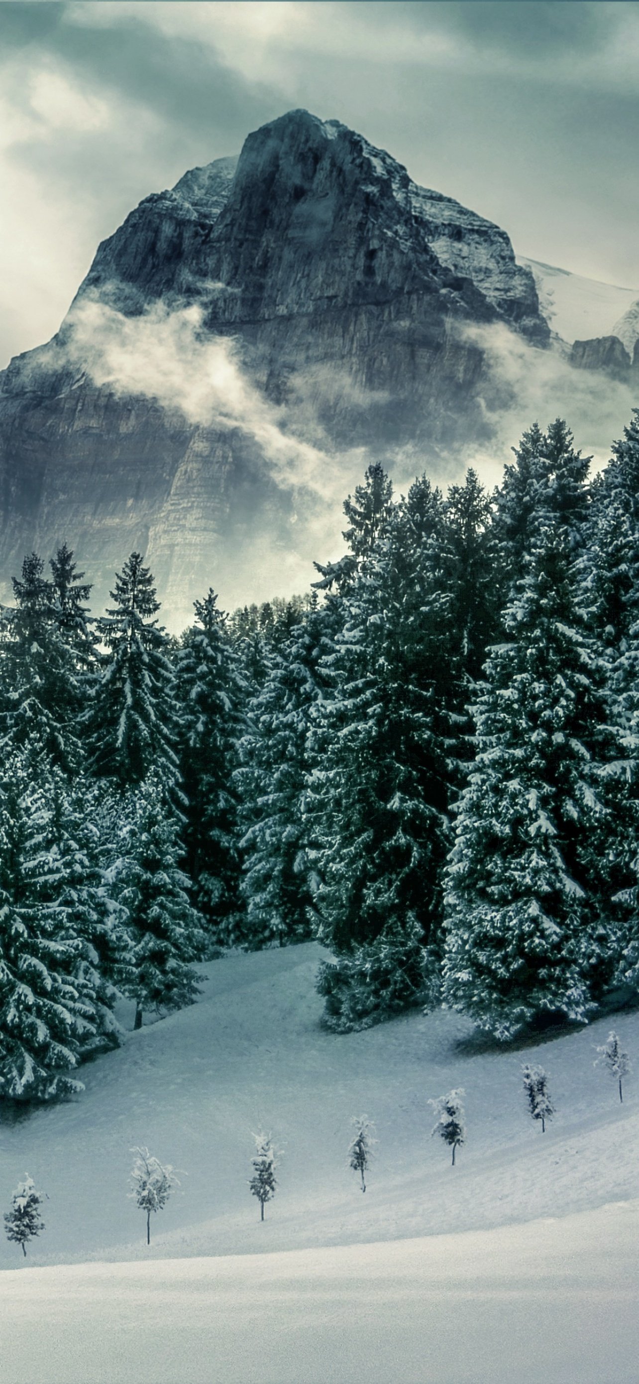 Forest Wallpaper 4K, Mountains, Pine trees, Winter, Peak, Nature