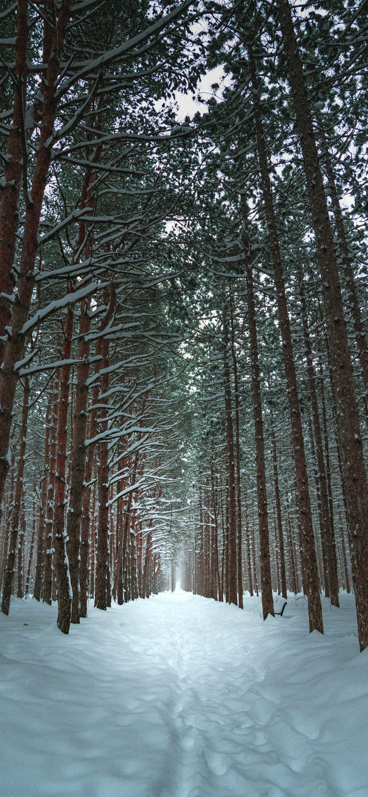 Trees, snow, path, winter iPhone XS Max, X 8, 7, 6, 5, 4, 3GS wallpaper download