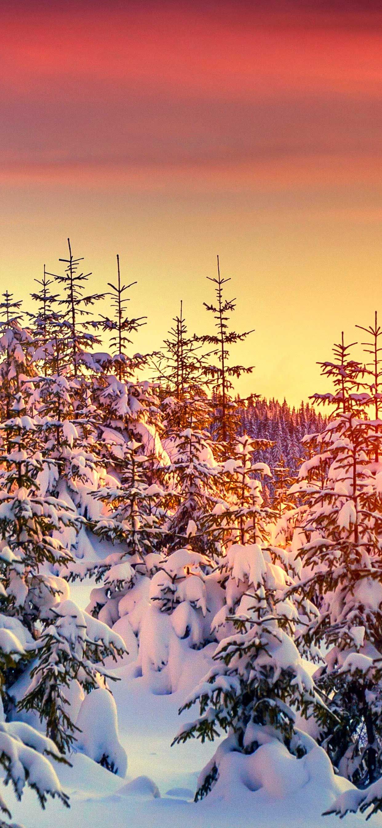 pines k k wallpaper k snow sunset winter Wallpaper iPhone Xs Ma Callzingo com. iPhone wallpaper winter, Winter wallpaper, Cool wallpaper for phones