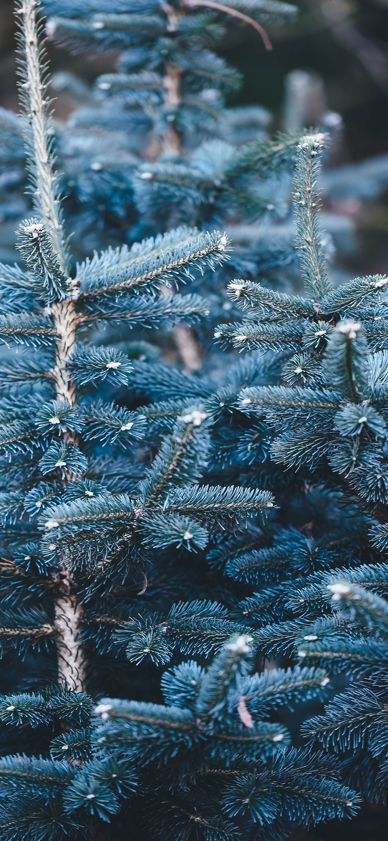 21++ Winter Wallpaper For iPhone Xs Max