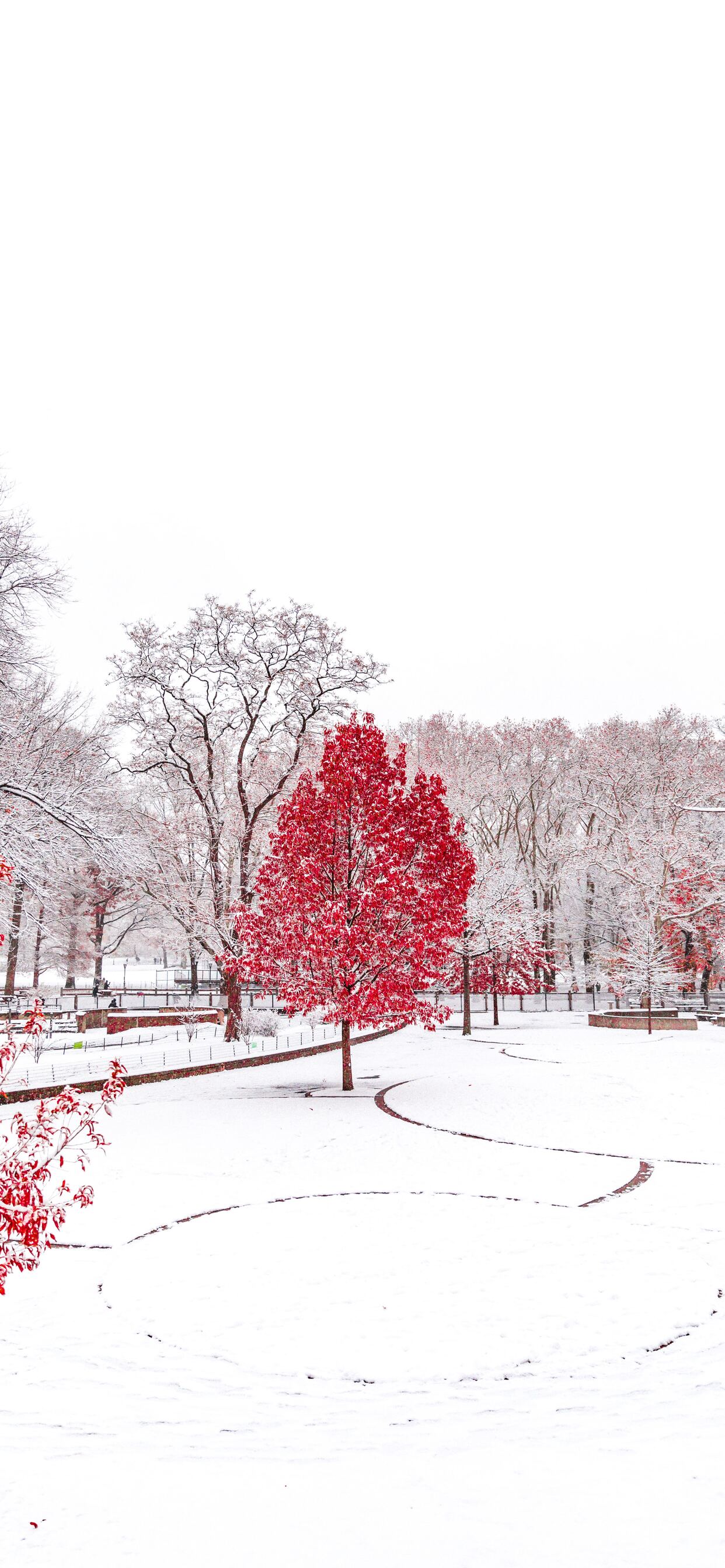 Red Winter Central Park 5k iPhone XS MAX HD 4k Wallpaper, Image, Background, Photo and Picture
