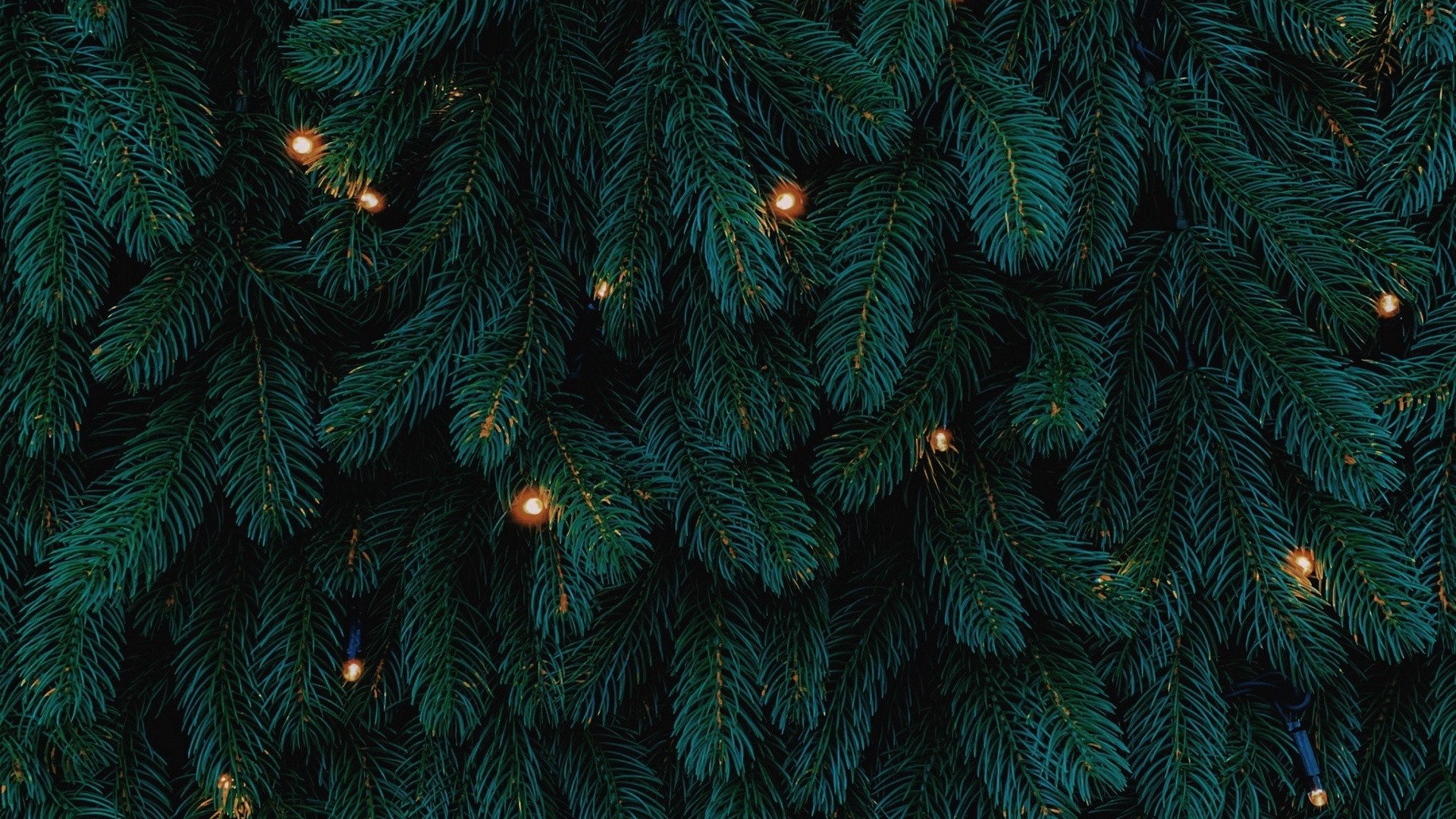 Nature Trees Branch Needles Pine Trees Lights Christmas Lights Wallpaper:1920x1080