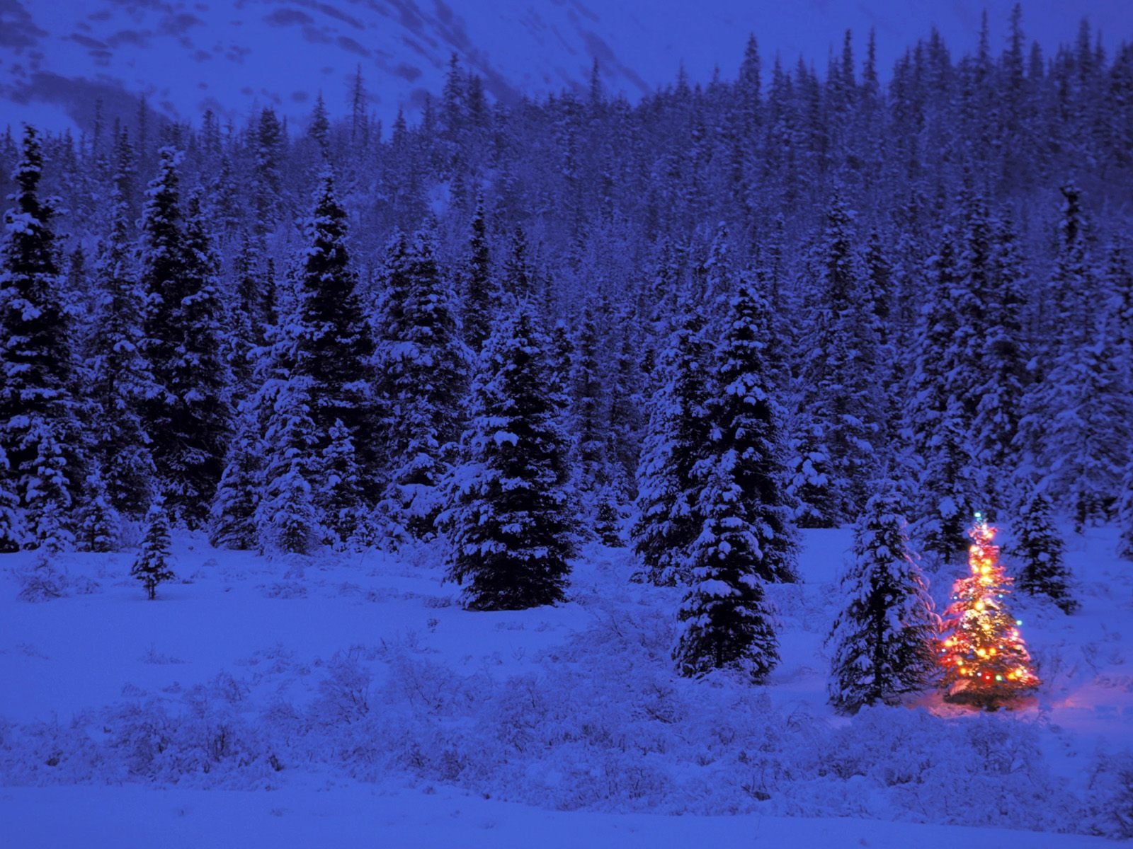 Wallpaper, snow, winter, pine trees, holiday, christmas lights, Christmas Tree 1600x1200