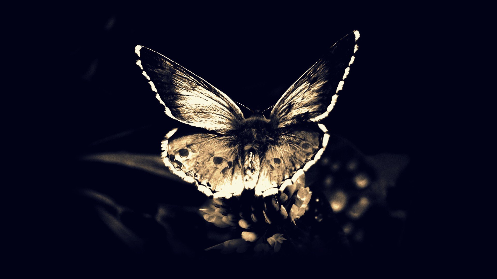 Skull Butterflies Wallpapers - Wallpaper Cave