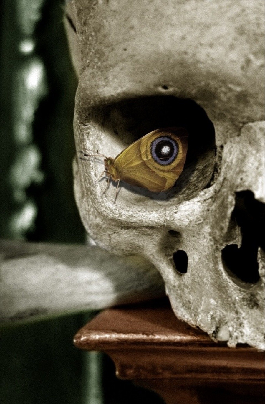 eyes, Portrait display, Butterfly, Skull, Depth of field, Imagination Wallpaper HD / Desktop and Mobile Background