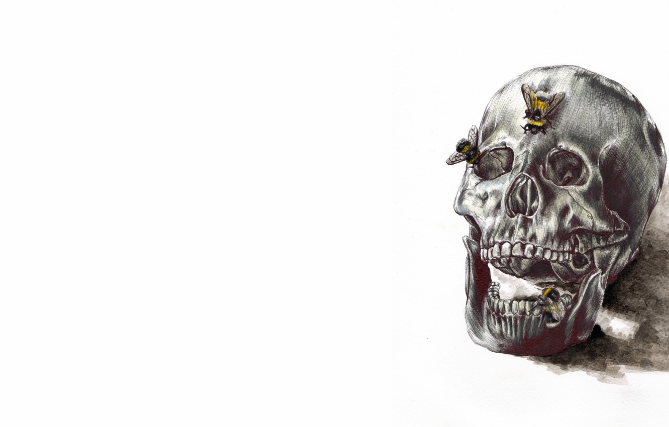 Wallpaper butterfly, bones, human skull image for desktop, section минимализм