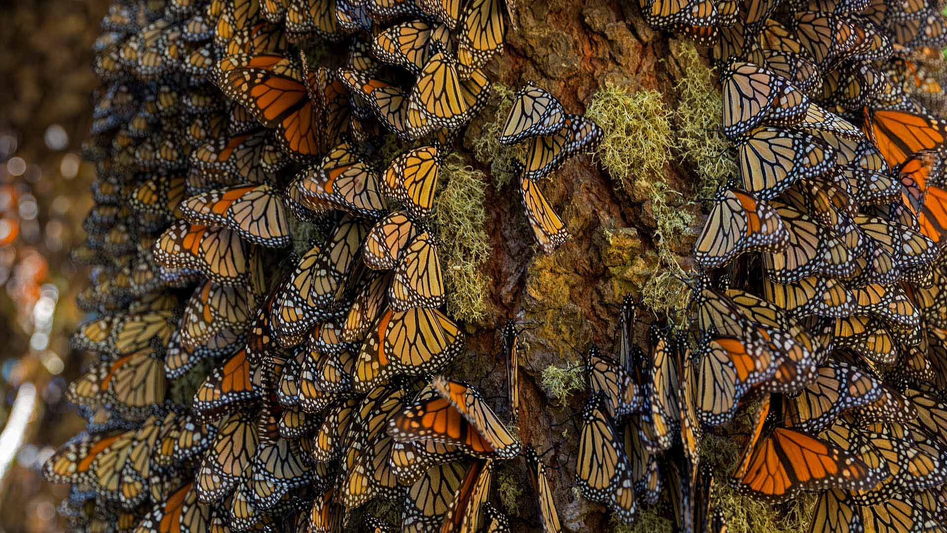 The migrating monarchs of Michoacan