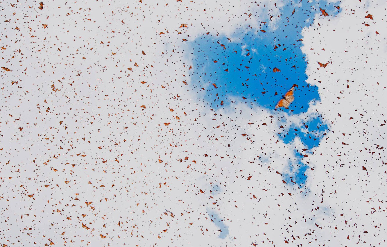 Wallpaper the sky, clouds, butterfly, insects, Mexico, the monarch, Michoacan image for desktop, section животные