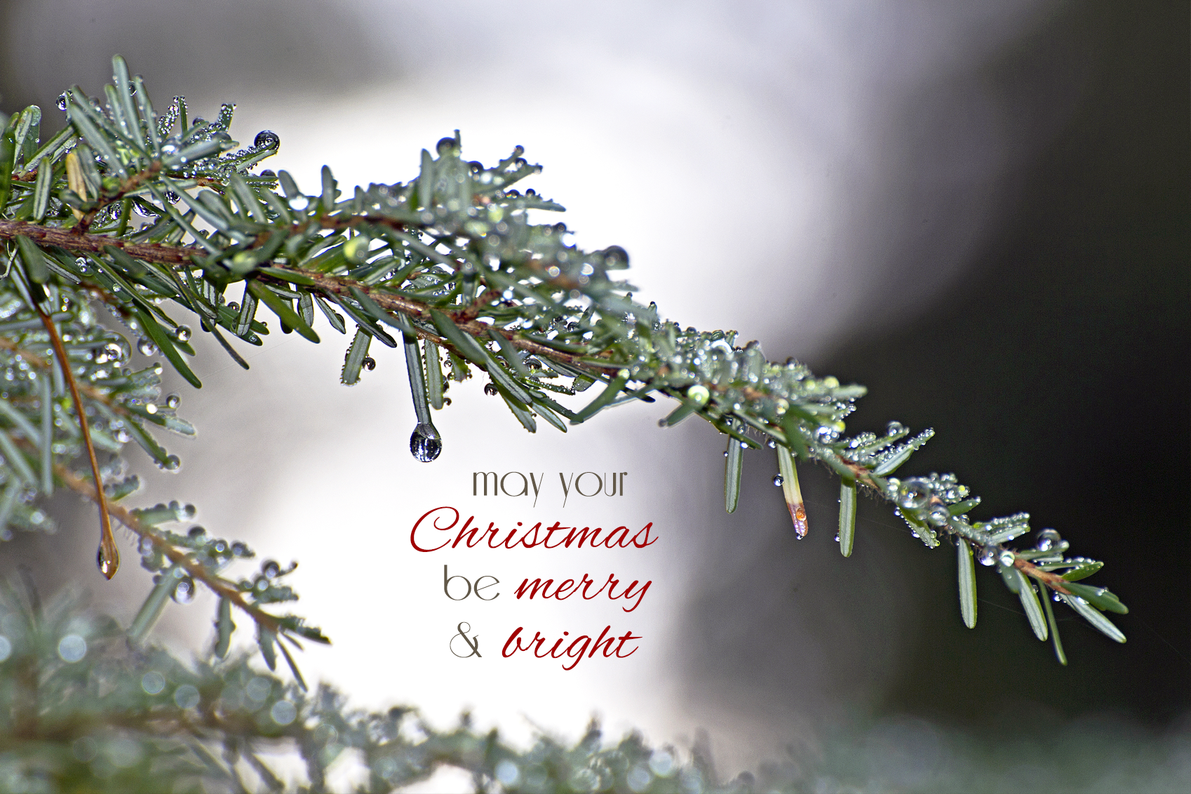 Merry & bright desktop background {101 Days of Christmas} > Life Your Way