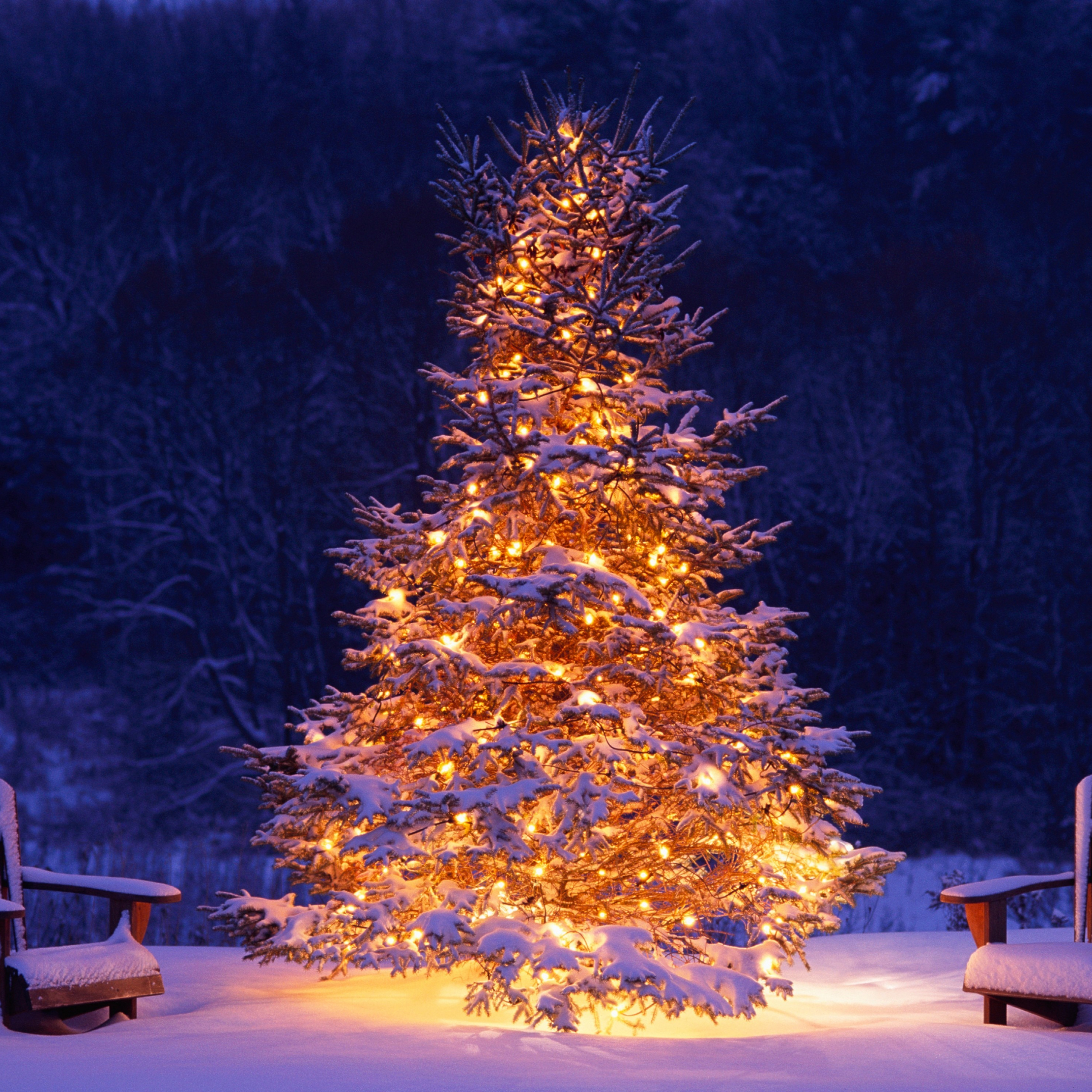 Download christmas tree, chairs, winter, christmas, holiday 2932x2932 wallpaper, ipad pro retina, 2932x2932 image, background, 1460