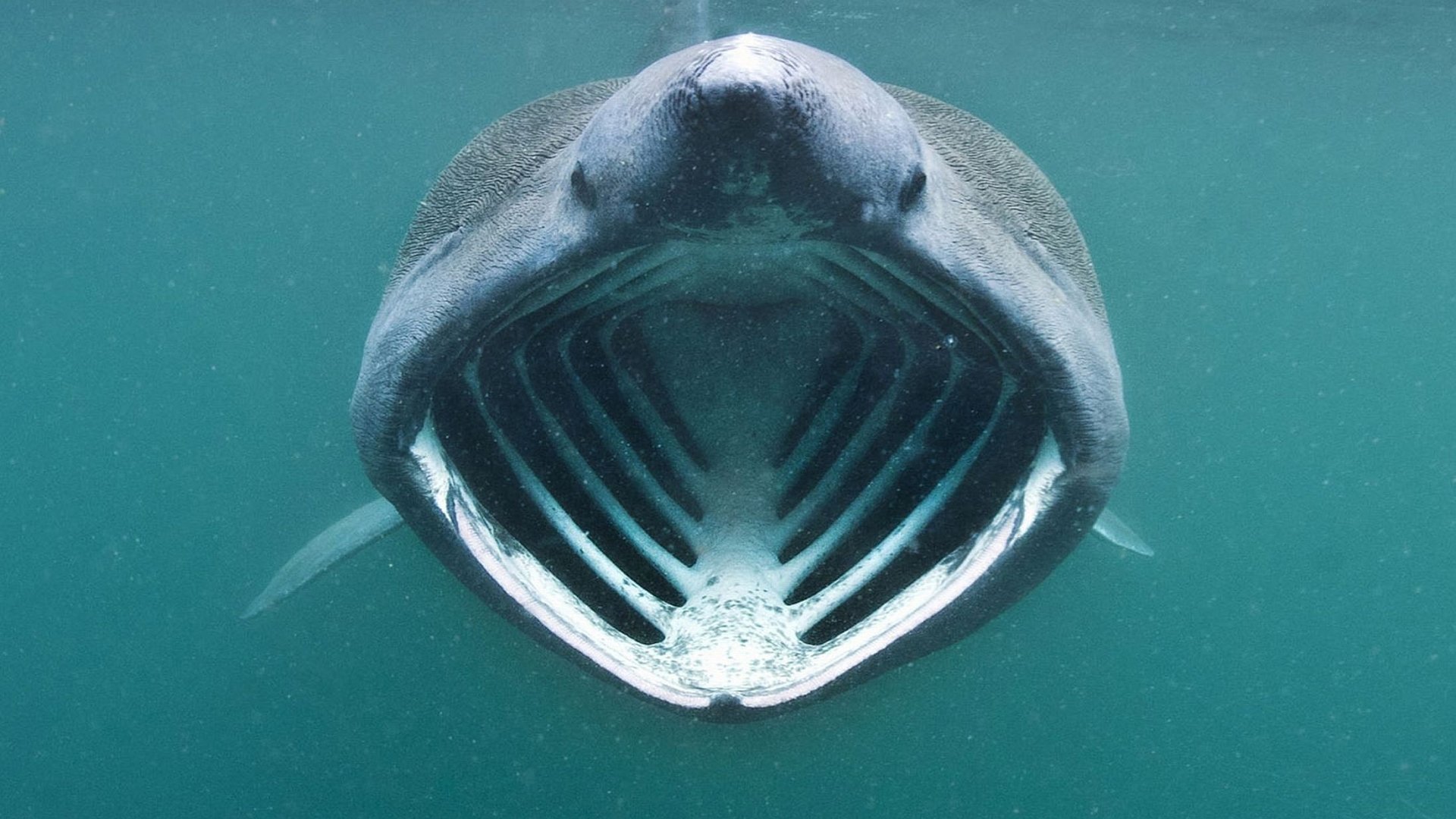 Basking Shark HD Wallpaper and Background Image