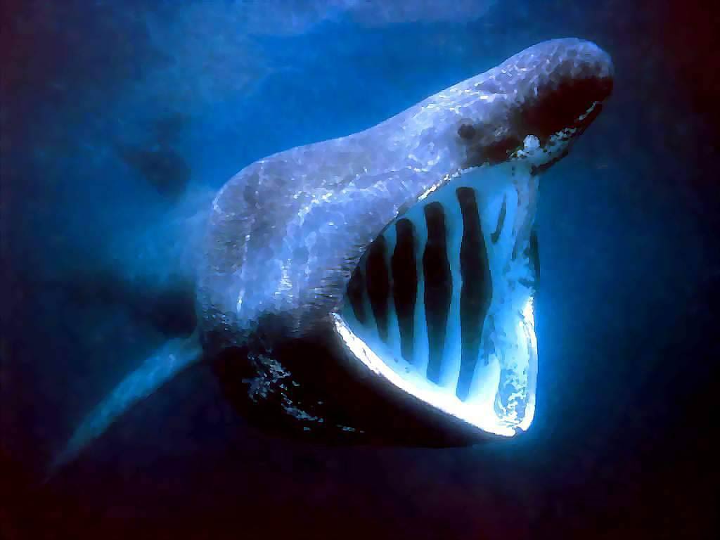 Free Basking Shark Wallpaper