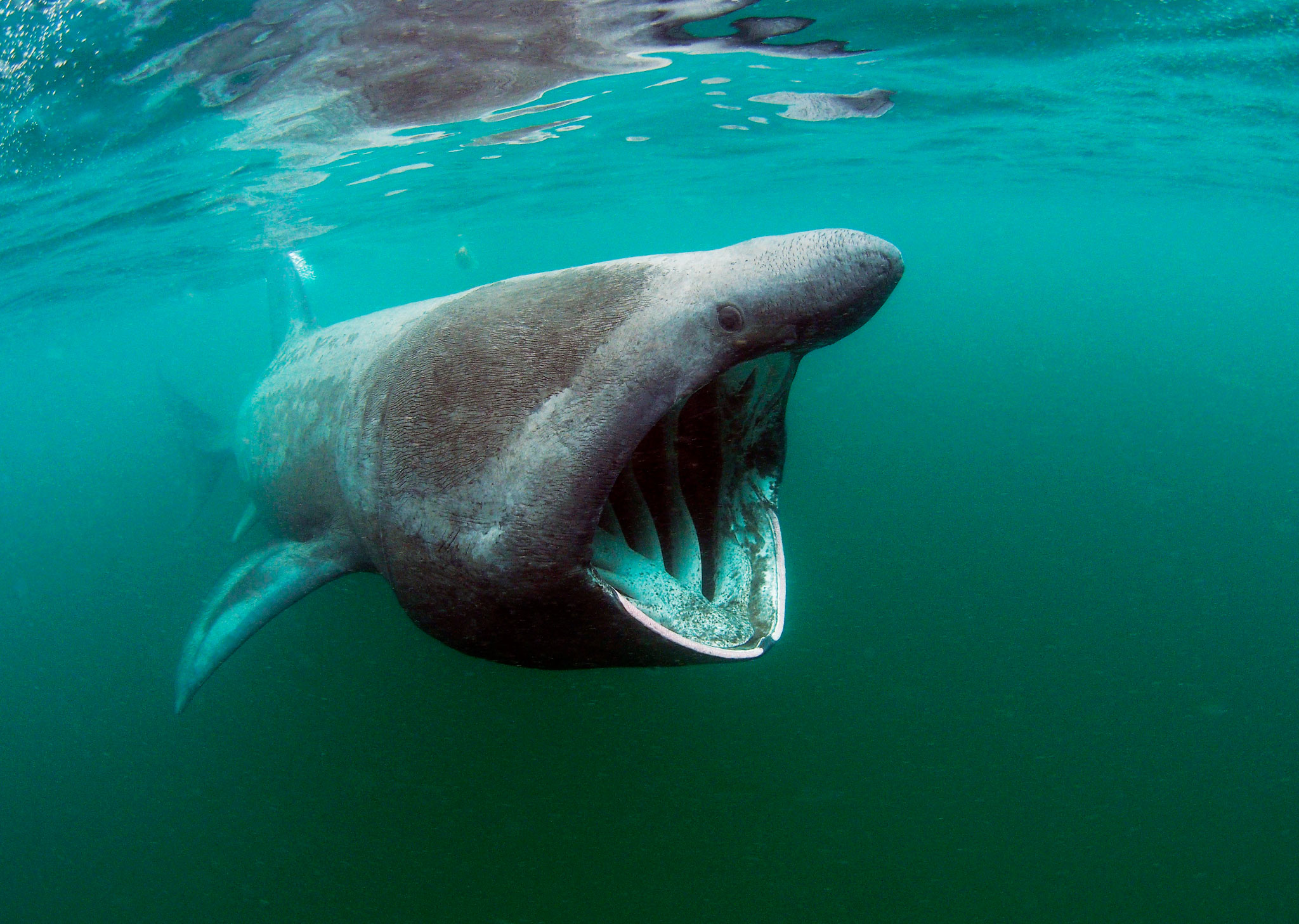 Most viewed Basking Shark wallpaperK Wallpaper