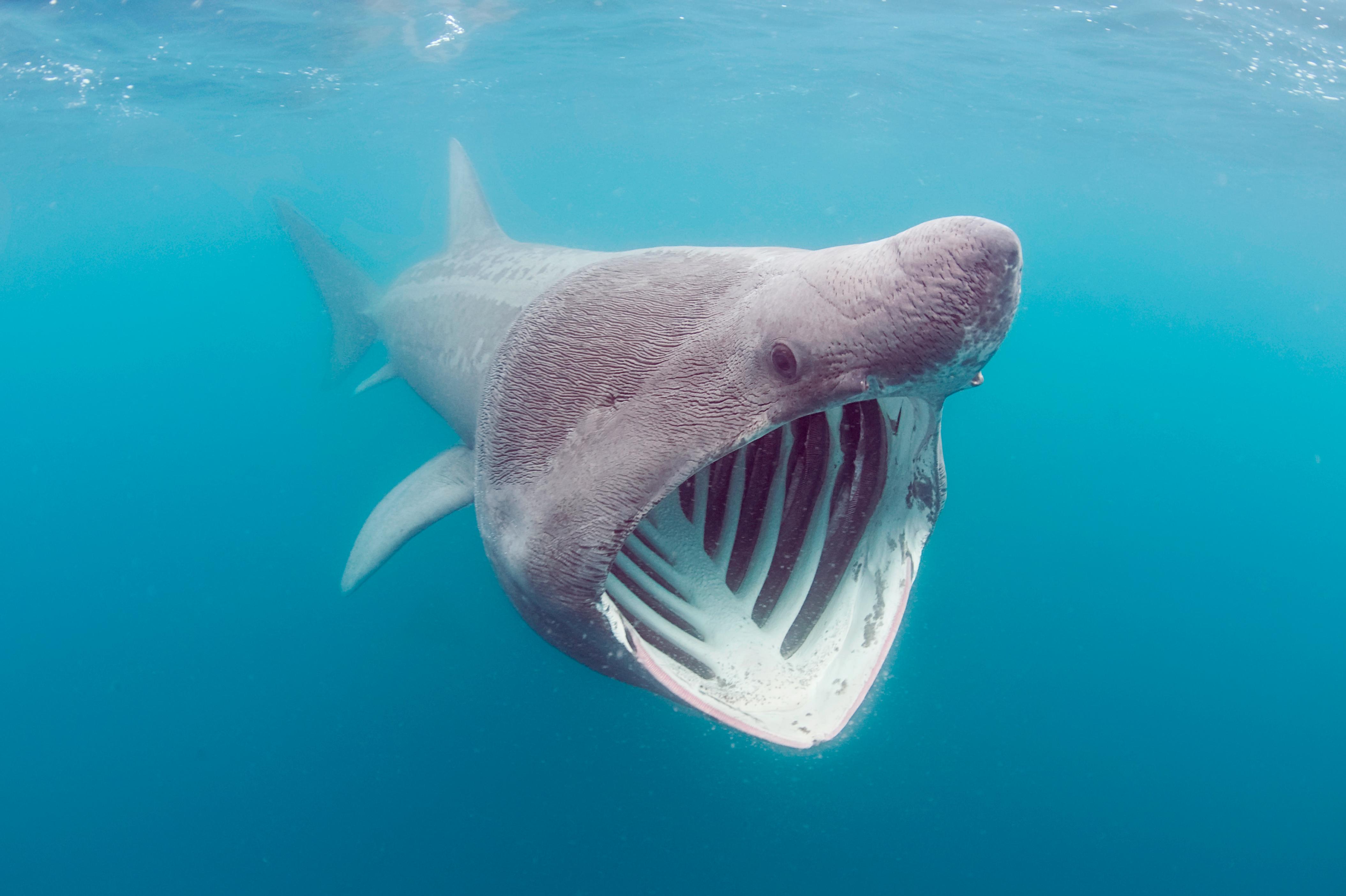 A Bizarre Looking Shark Resurfaced On Camera After An Extraordinary Transatlantic Adventure