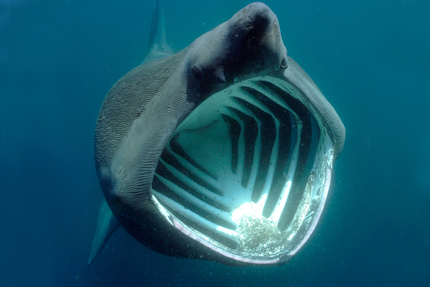 Are basking sharks in the UK and what do they eat?