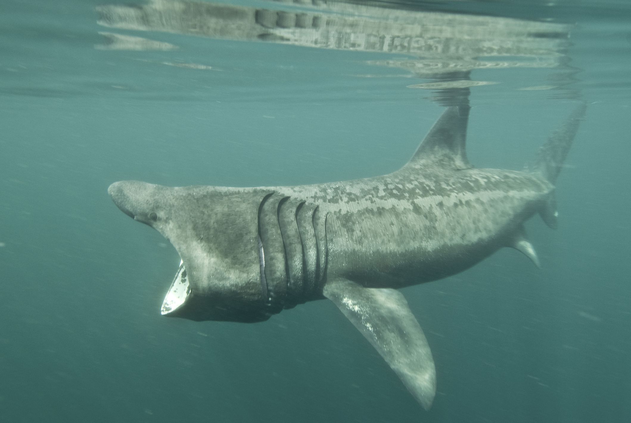 Is the Basking Shark a Vegetarian?