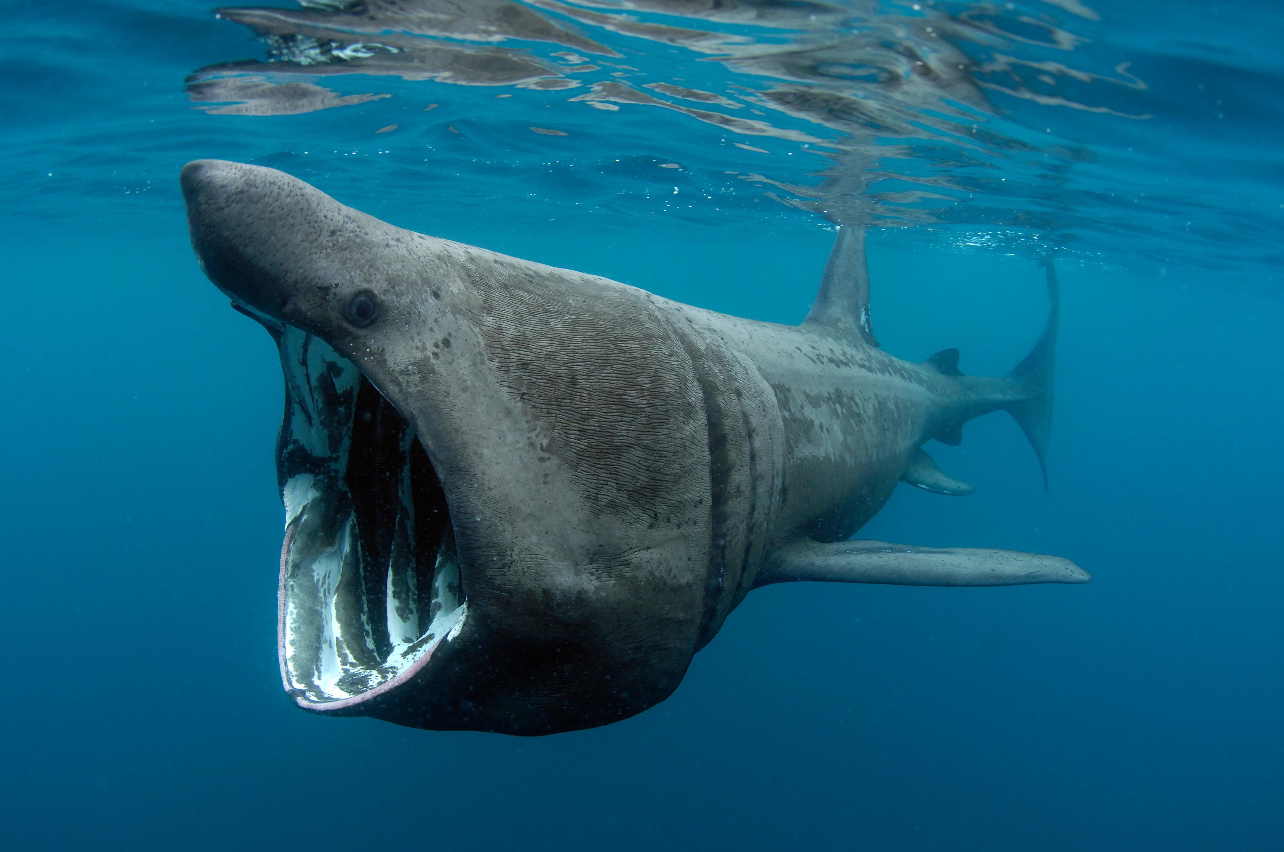 Interview with Charles Hood, Filmer of Basking Sharks