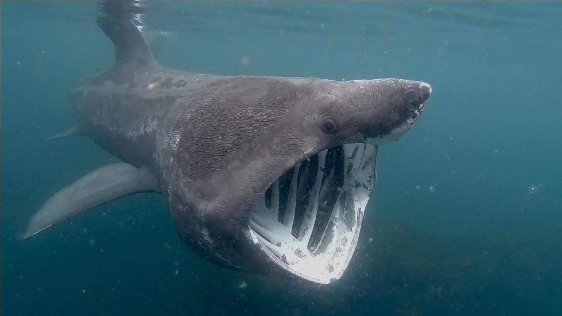 Why has there been so few sightings of basking sharks in the Isle of Man this year?. ITV News Granada