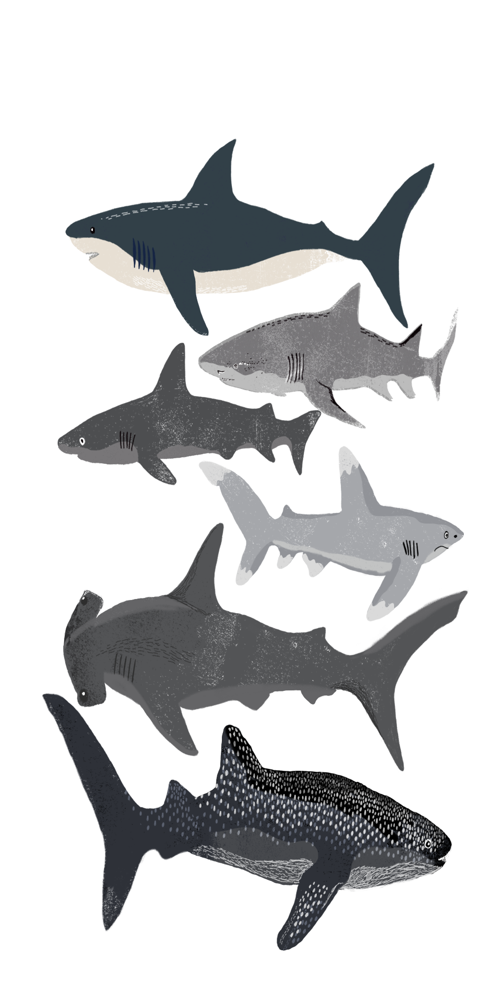 Casetify #iPhone #Art #Design #Illustration #Nature #Animals. Shark wallpaper iphone, iPhone art, Shark art