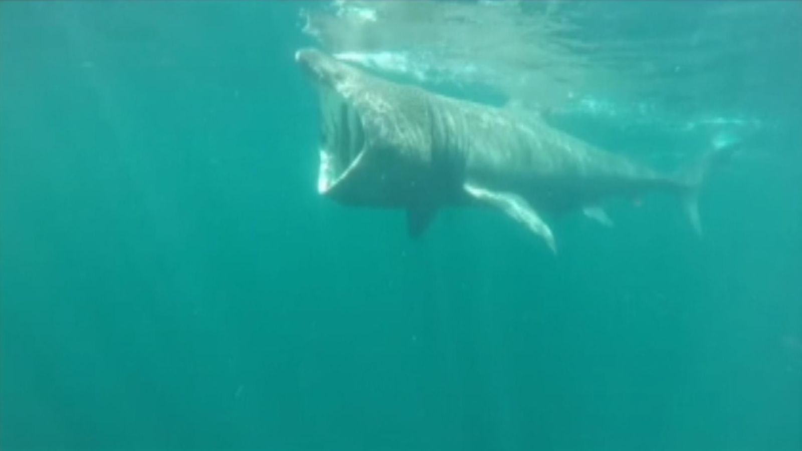 Researchers use underwater robot to better understand basking sharks in Scotland