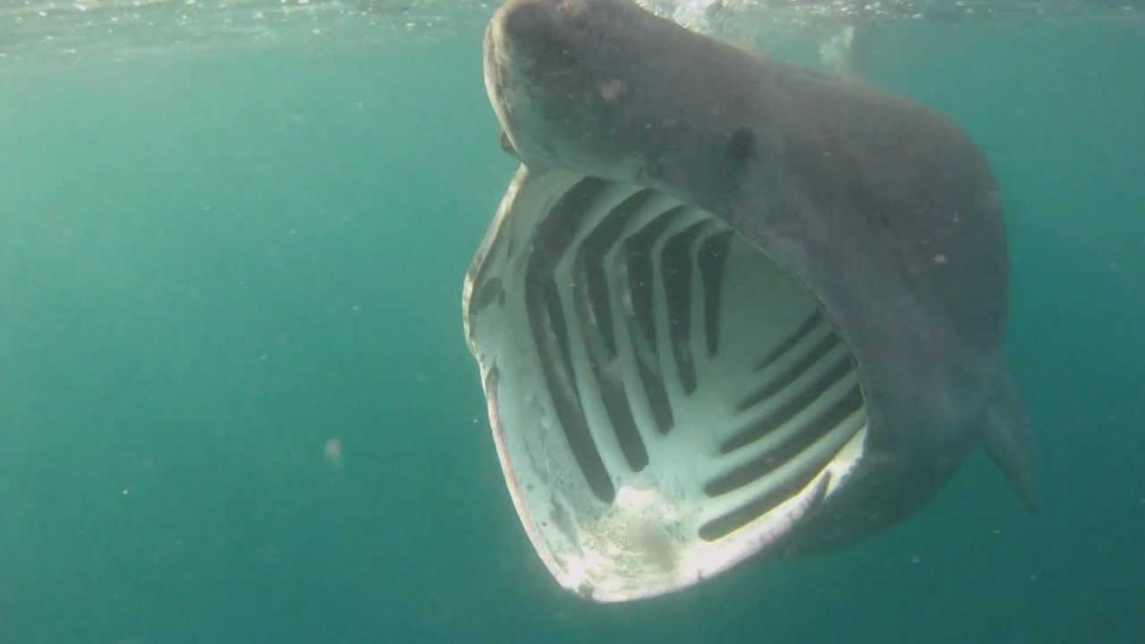 Basking shark (Cetorhinus maximus). Natural History Museum