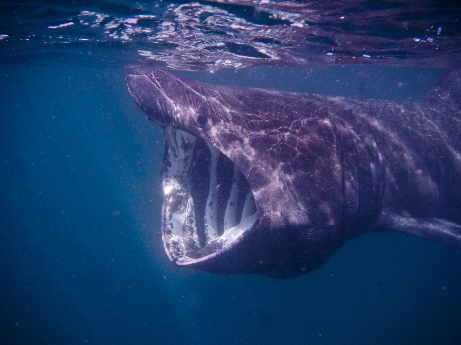 Basking Sharks Gather Off Irish Coast Prompting Warning to Swimmers