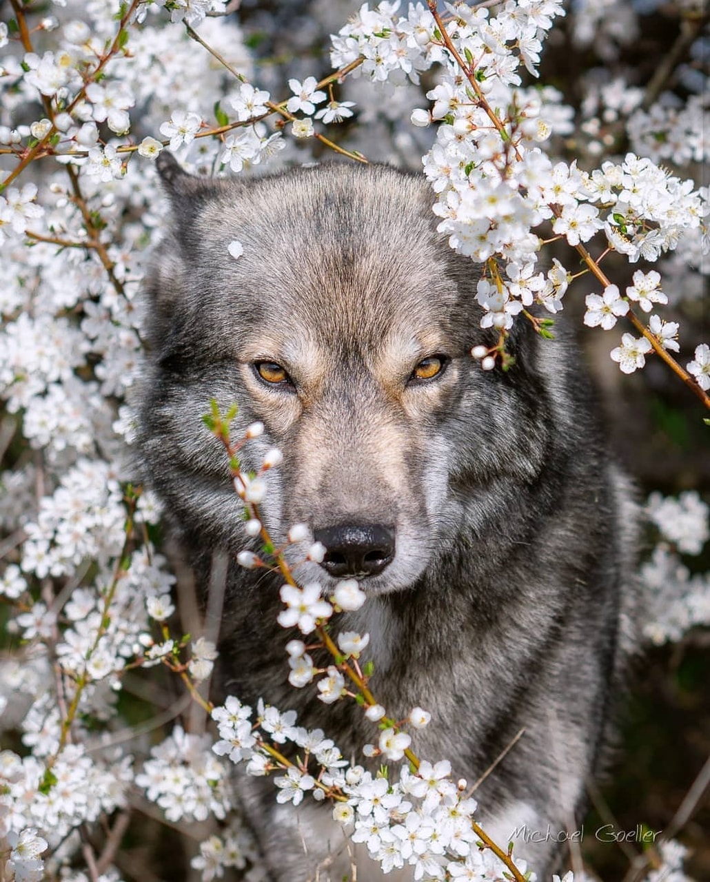 wild, flowers and wolf