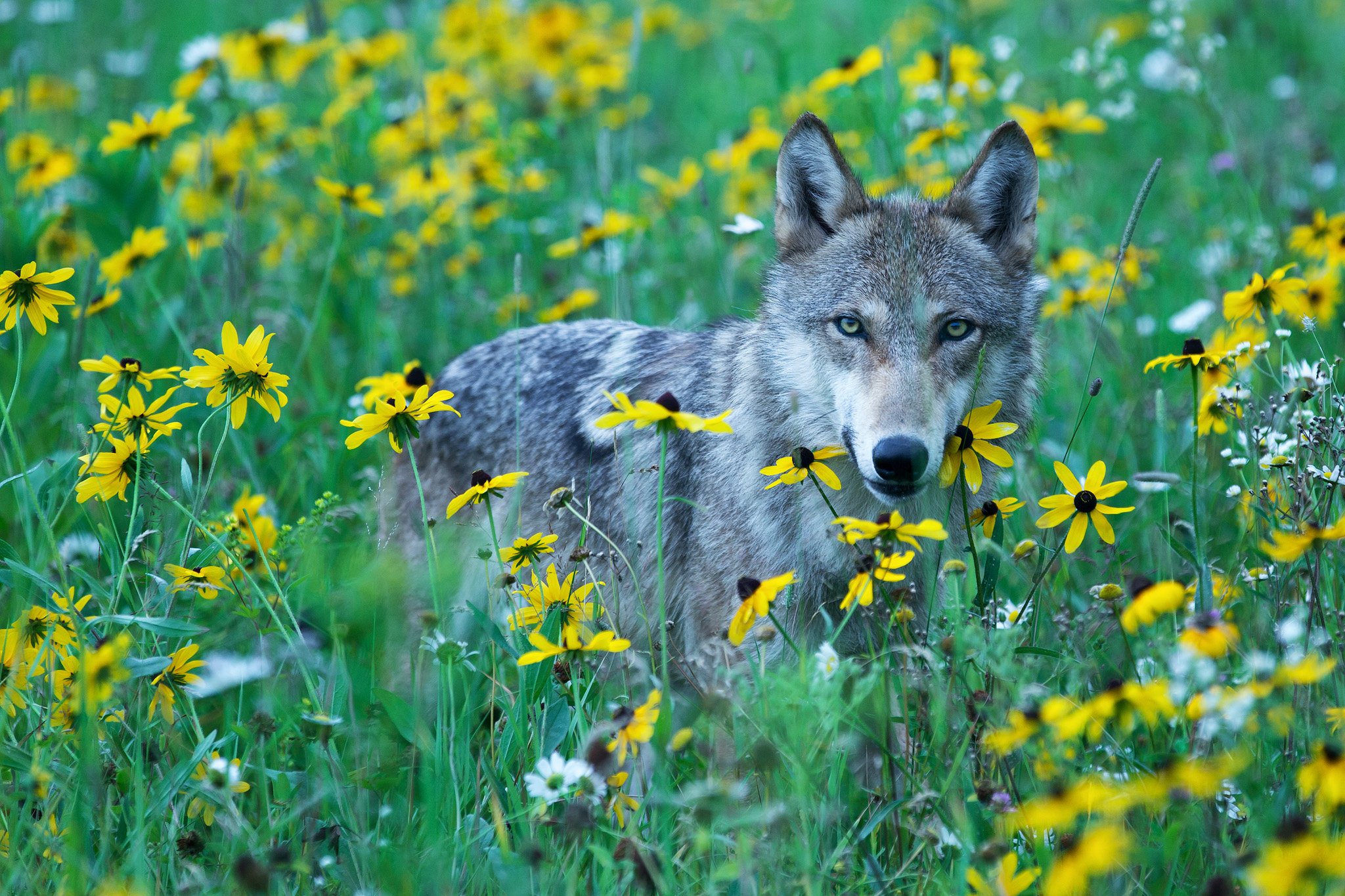 Wolf flowers meadow view wolves wallpaperx1365