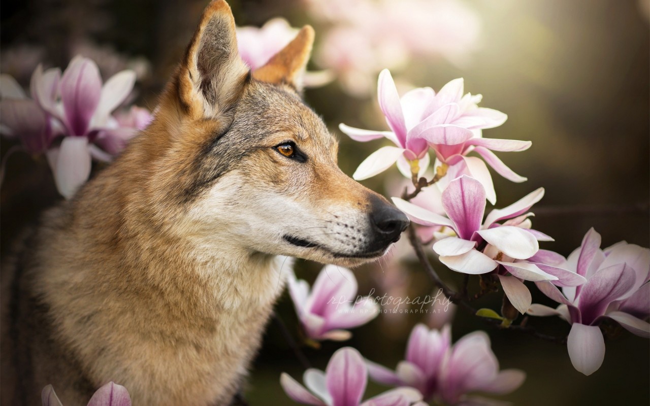 Wolf and flowers 3D Models. Free