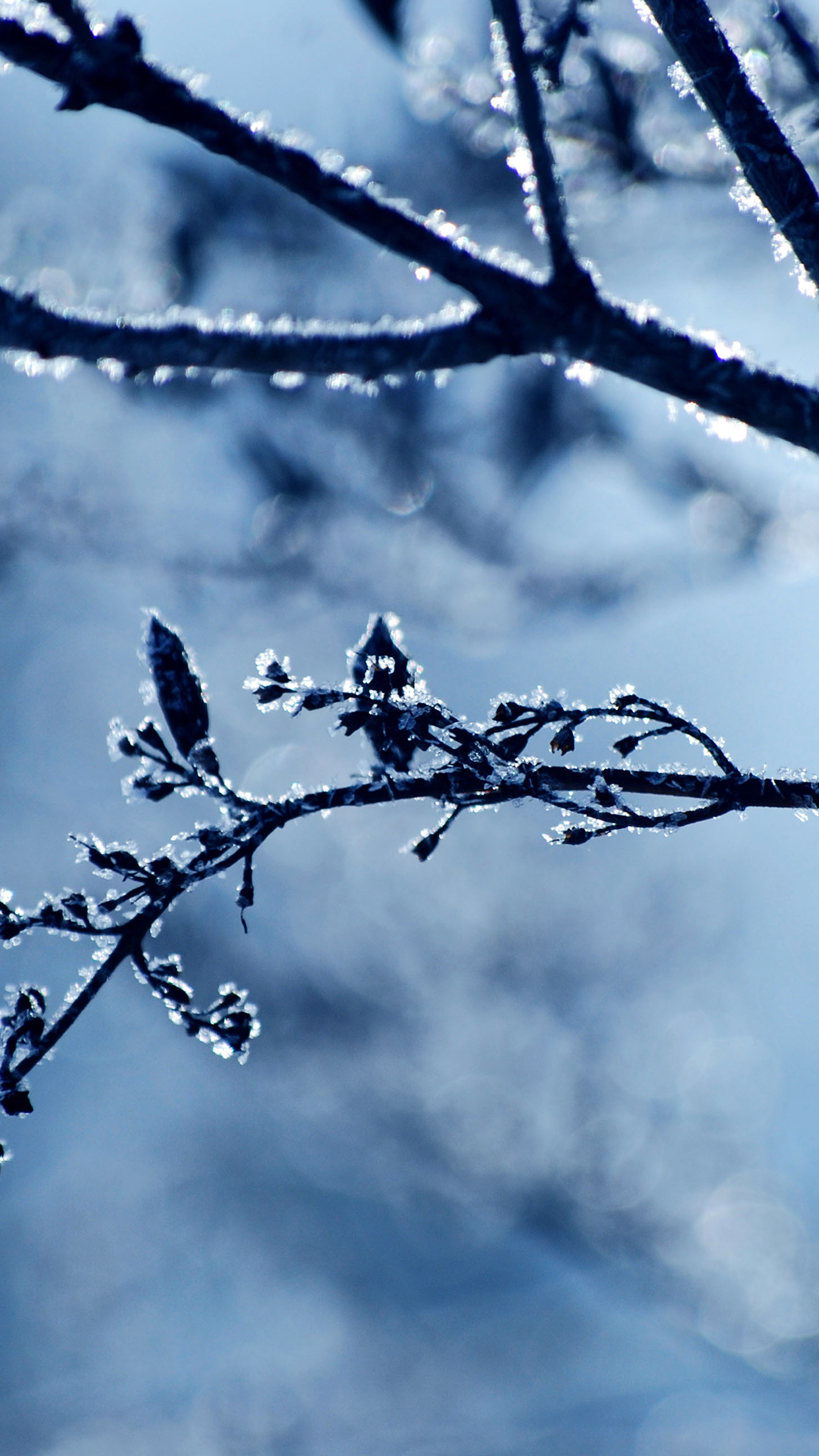 Winter Branch Wallpapers - Wallpaper Cave