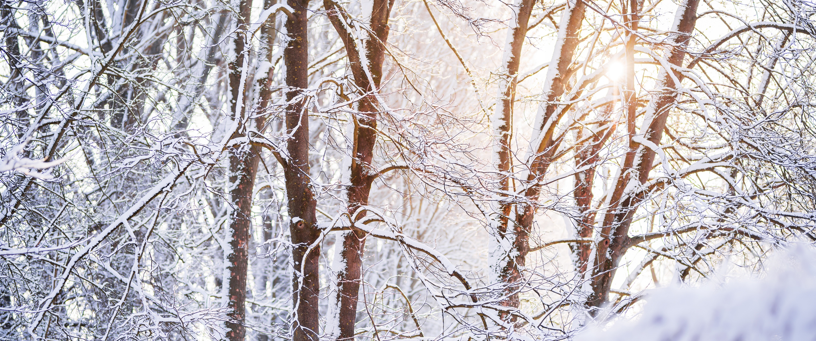 Snow covered Wallpaper 4K, Forest, Tree Branches, Winter, White, Sunlight, Nature