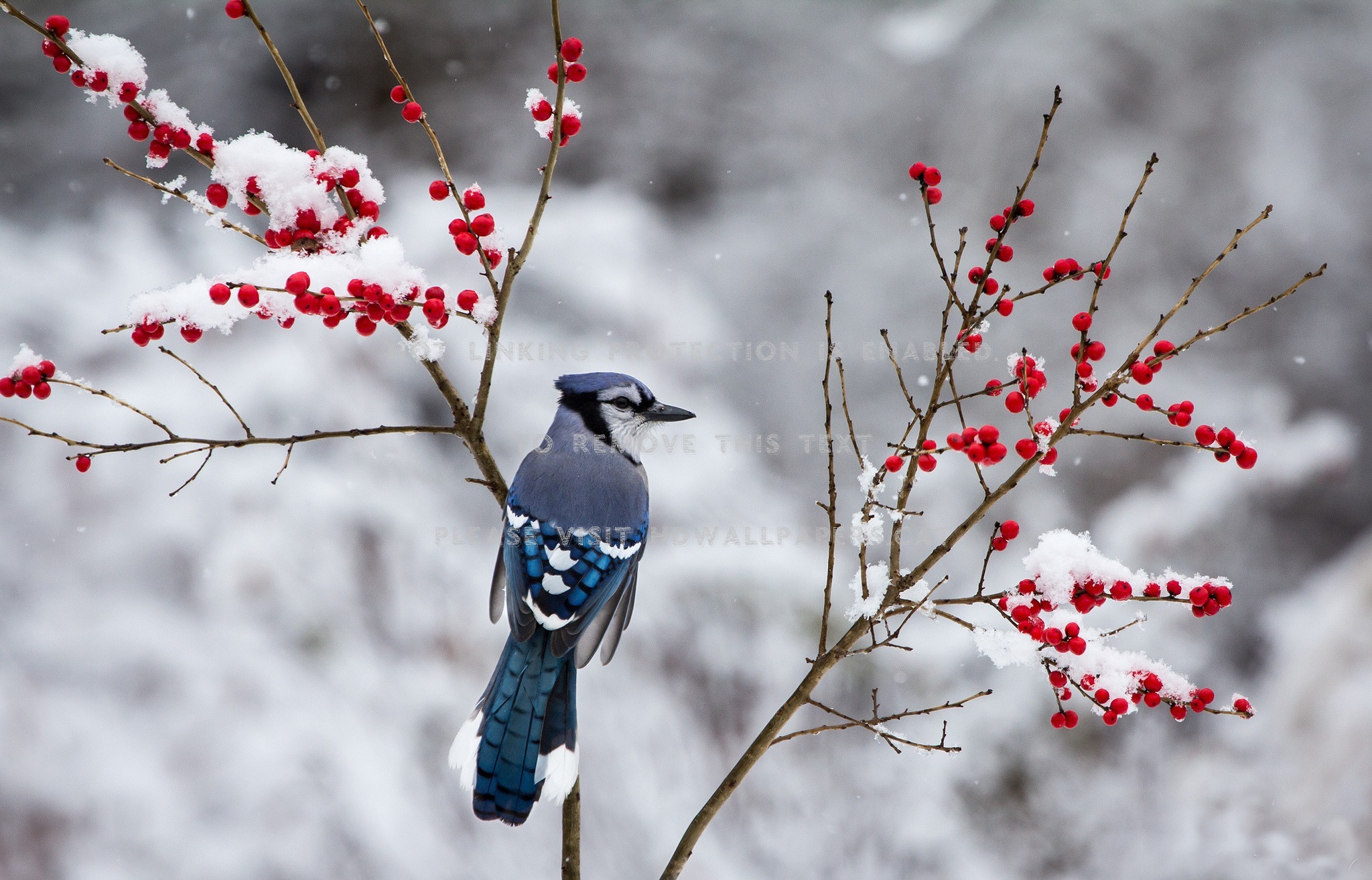 blue jay berries winter branches snow bird