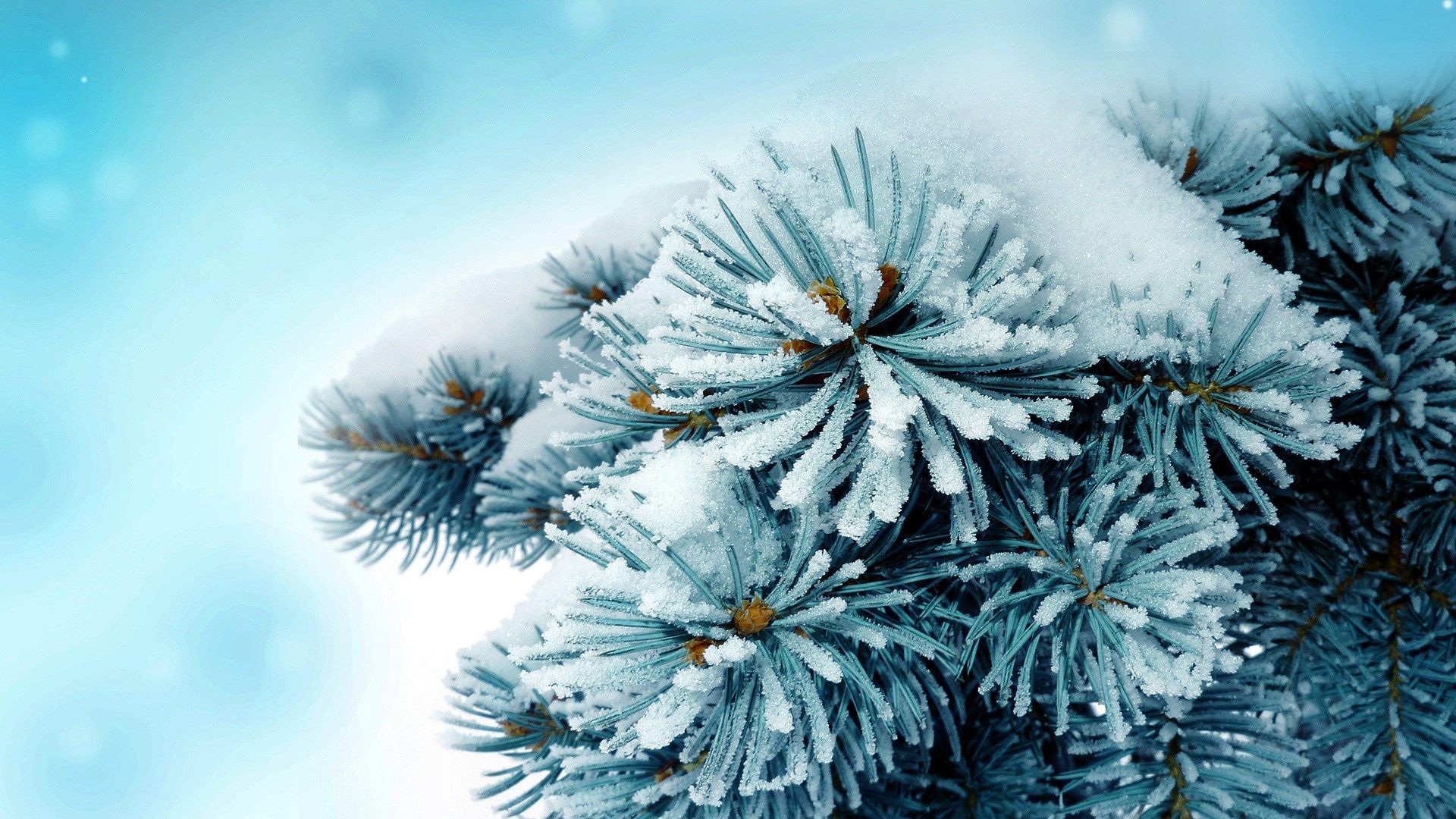 free computer wallpaper for pine tree. Winter desktop background, Free winter wallpaper, Wallpaper picture