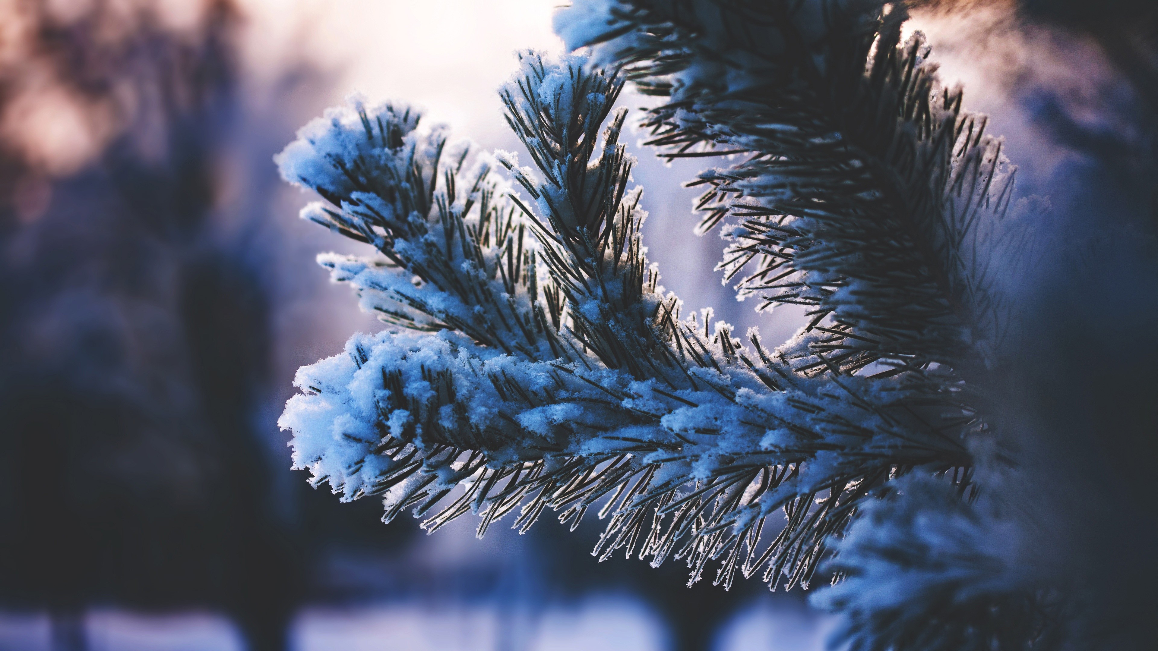 Wallpaper, sunlight, trees, forest, nature, snow, winter, branch, blue, ice, frost, spruce, fir, Freezing, tree, flower, weather, season, land plant, woody plant, close up, macro photography 3840x2160