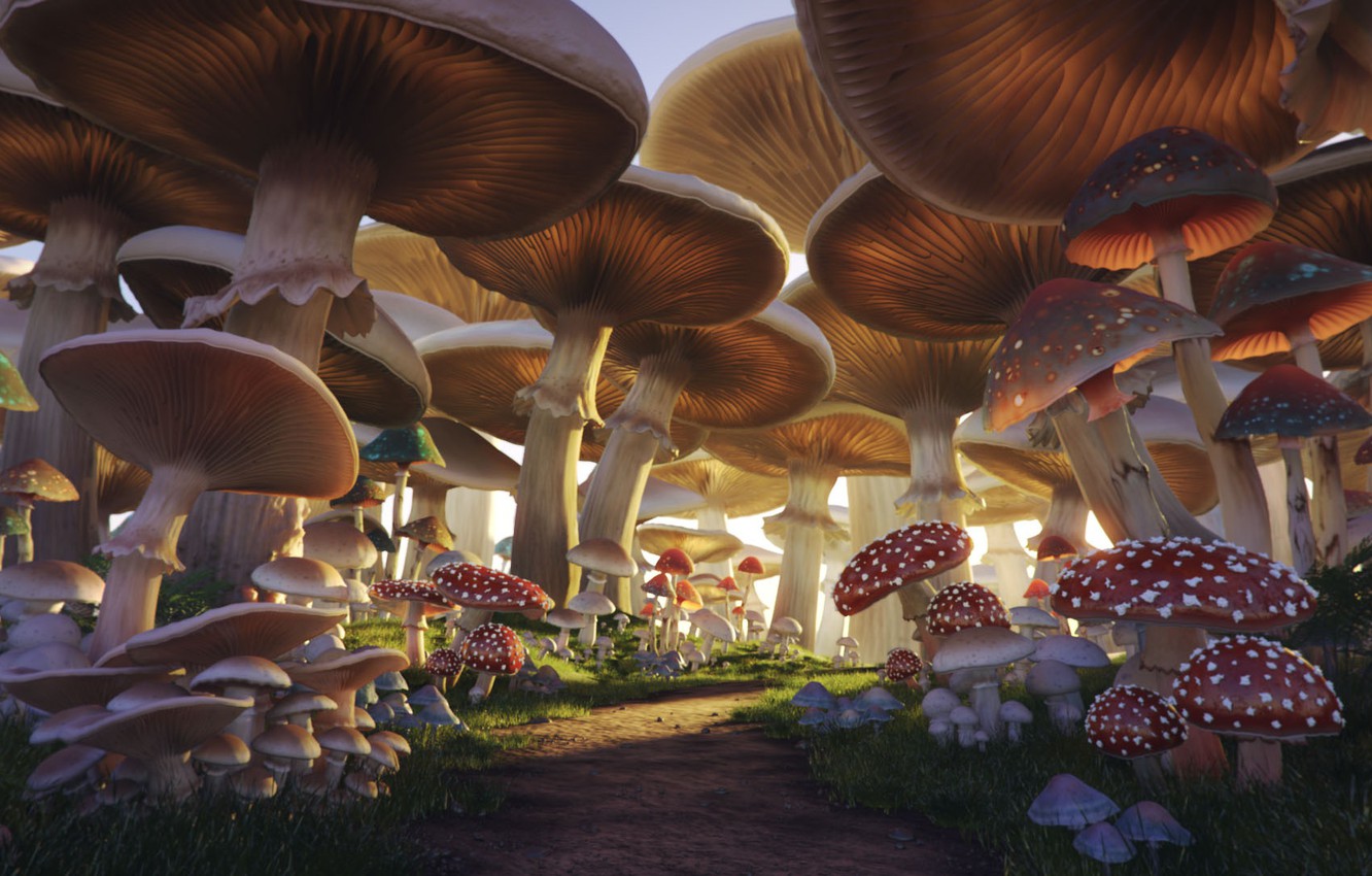 Wallpapers mushrooms, trail, Mushroom Forest image for desktop, section фантастика