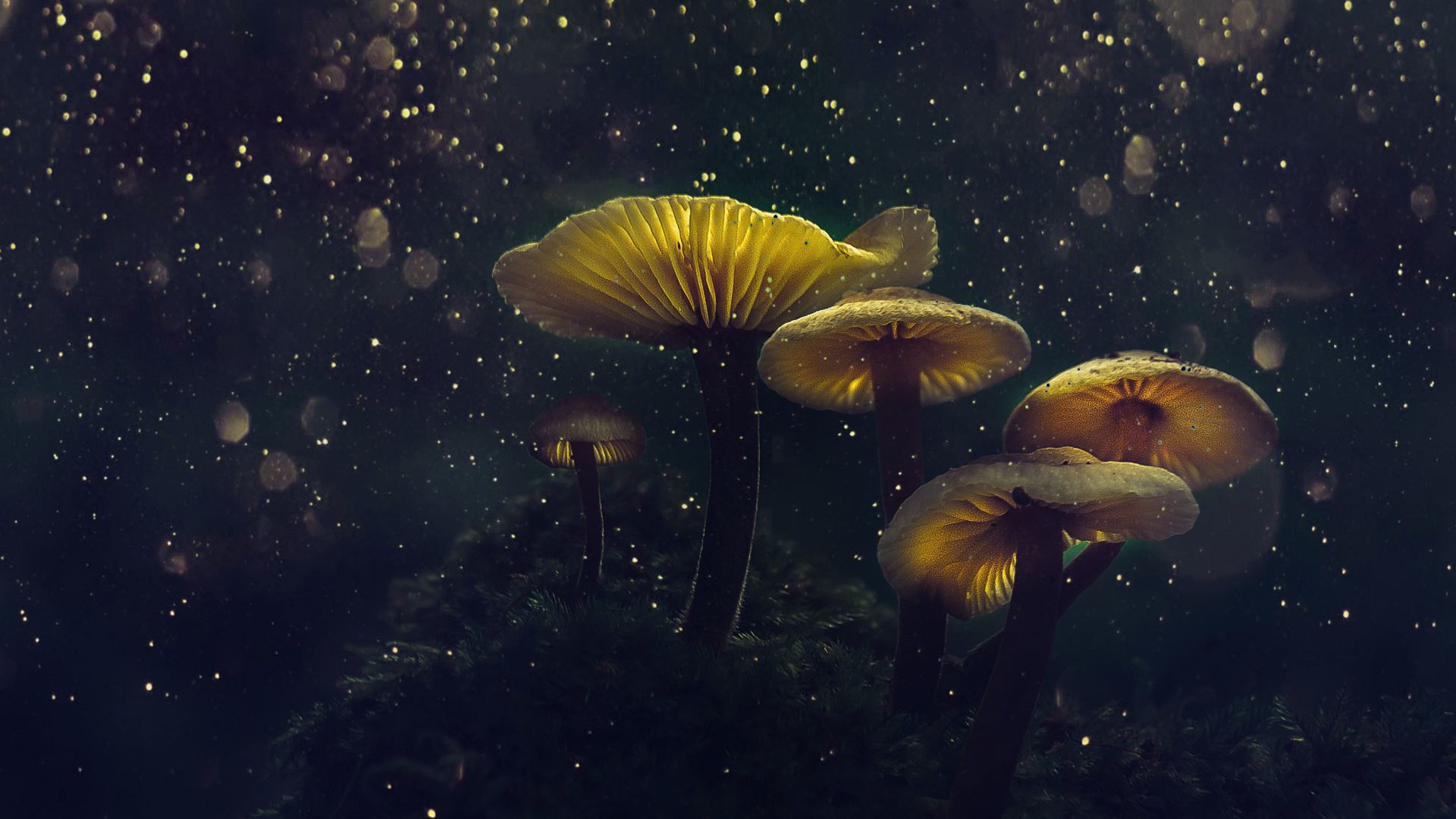 Desktop wallpapers mushroom, yellow glow, flower top, glitter, hd image, picture, background, 0f022f