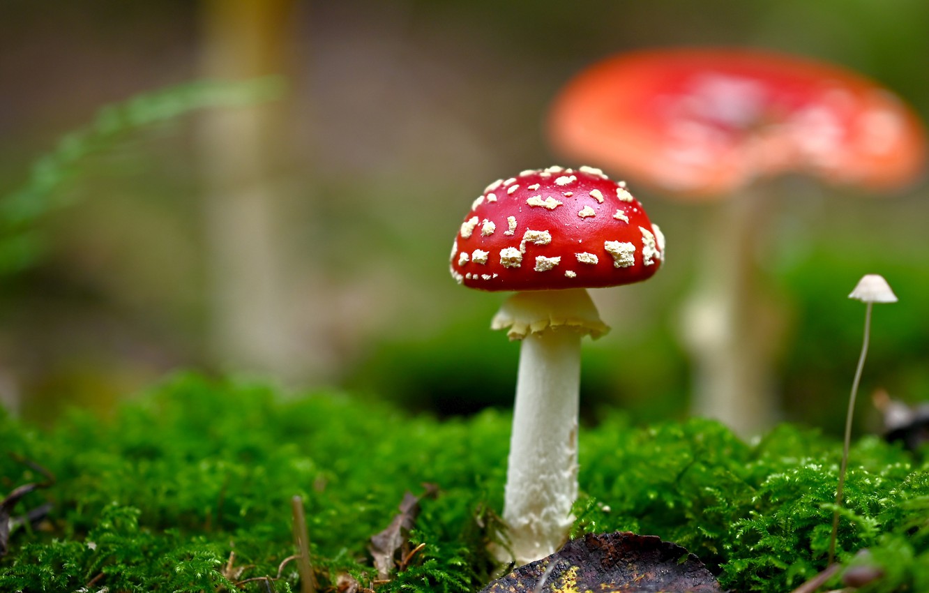 Wallpapers greens, background, mushroom, moss, mushroom image for desktop, section природа
