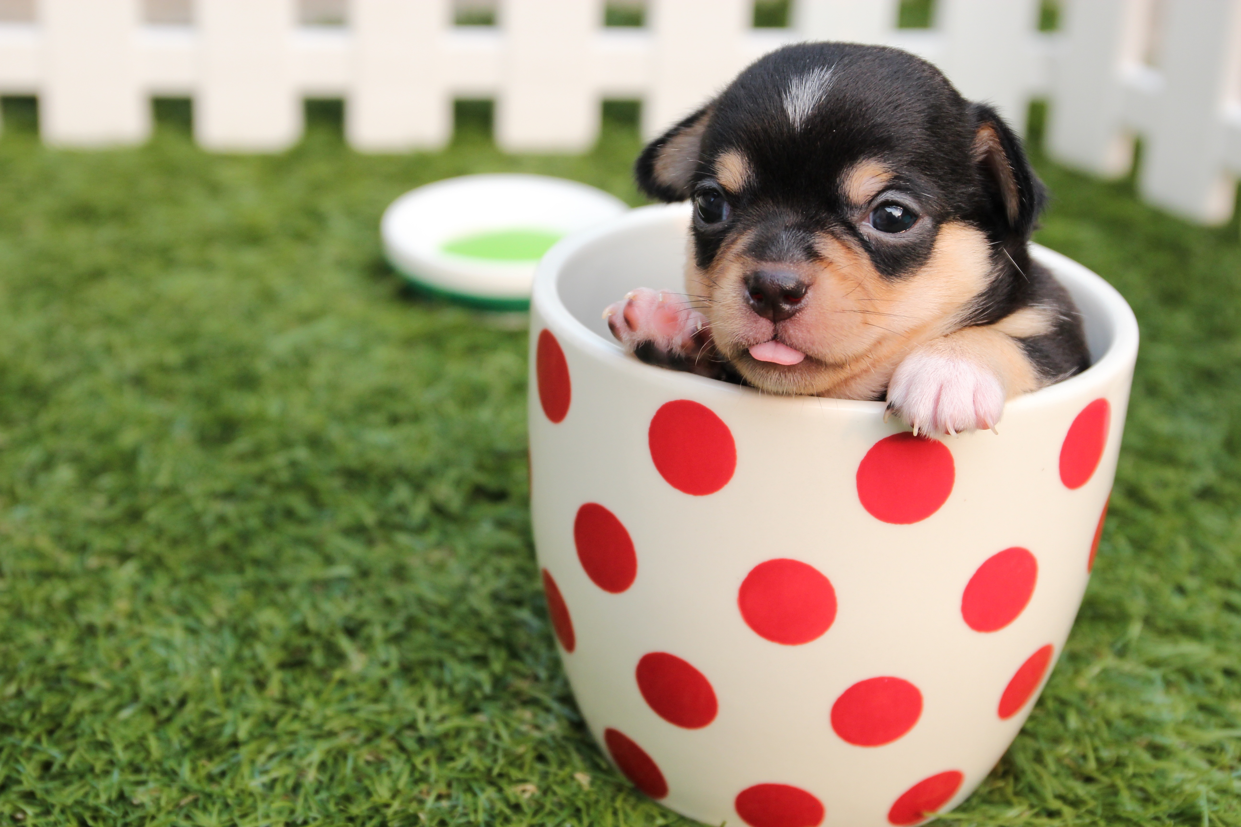 Cute Dog Puppy In Cup, HD Animals, 4k Wallpaper, Image, Background, Photo and Picture
